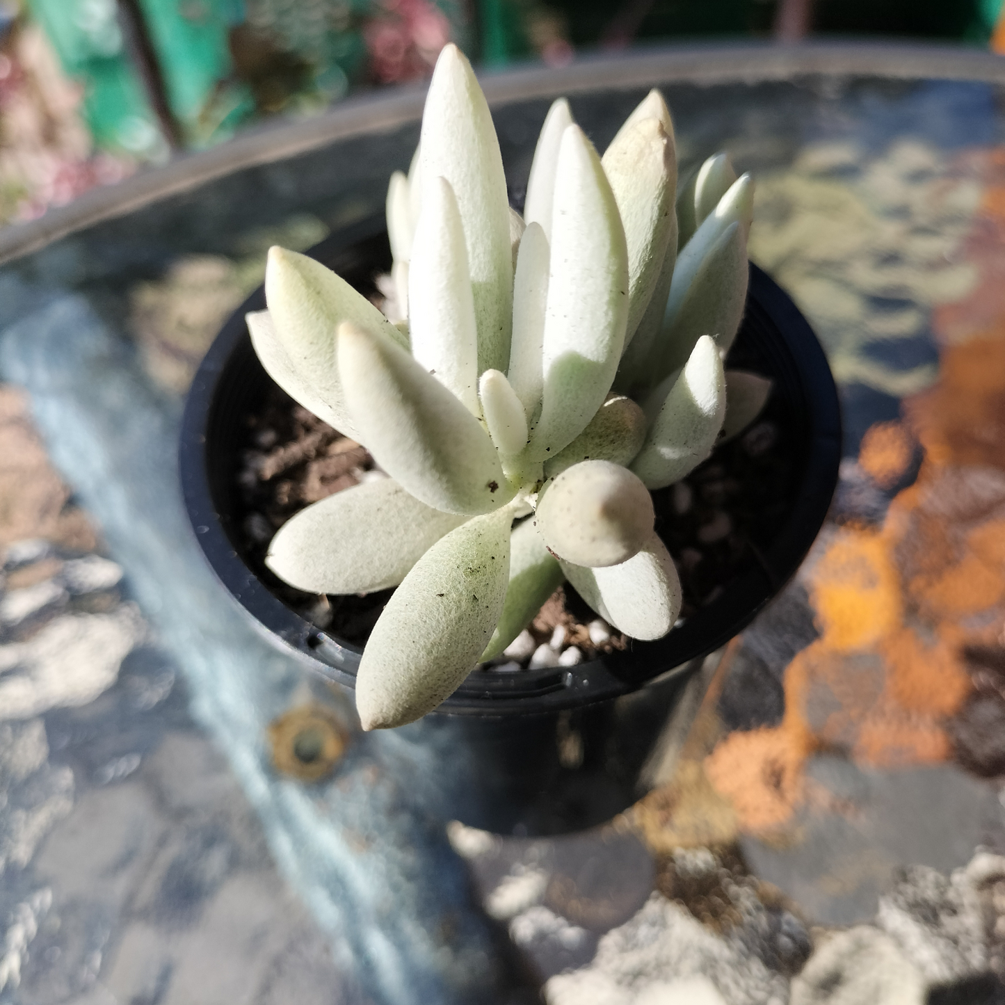 Senecio 'Haworthii'