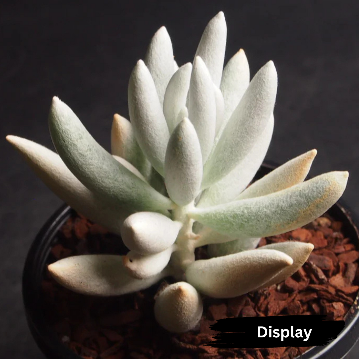 Senecio 'Haworthii'
