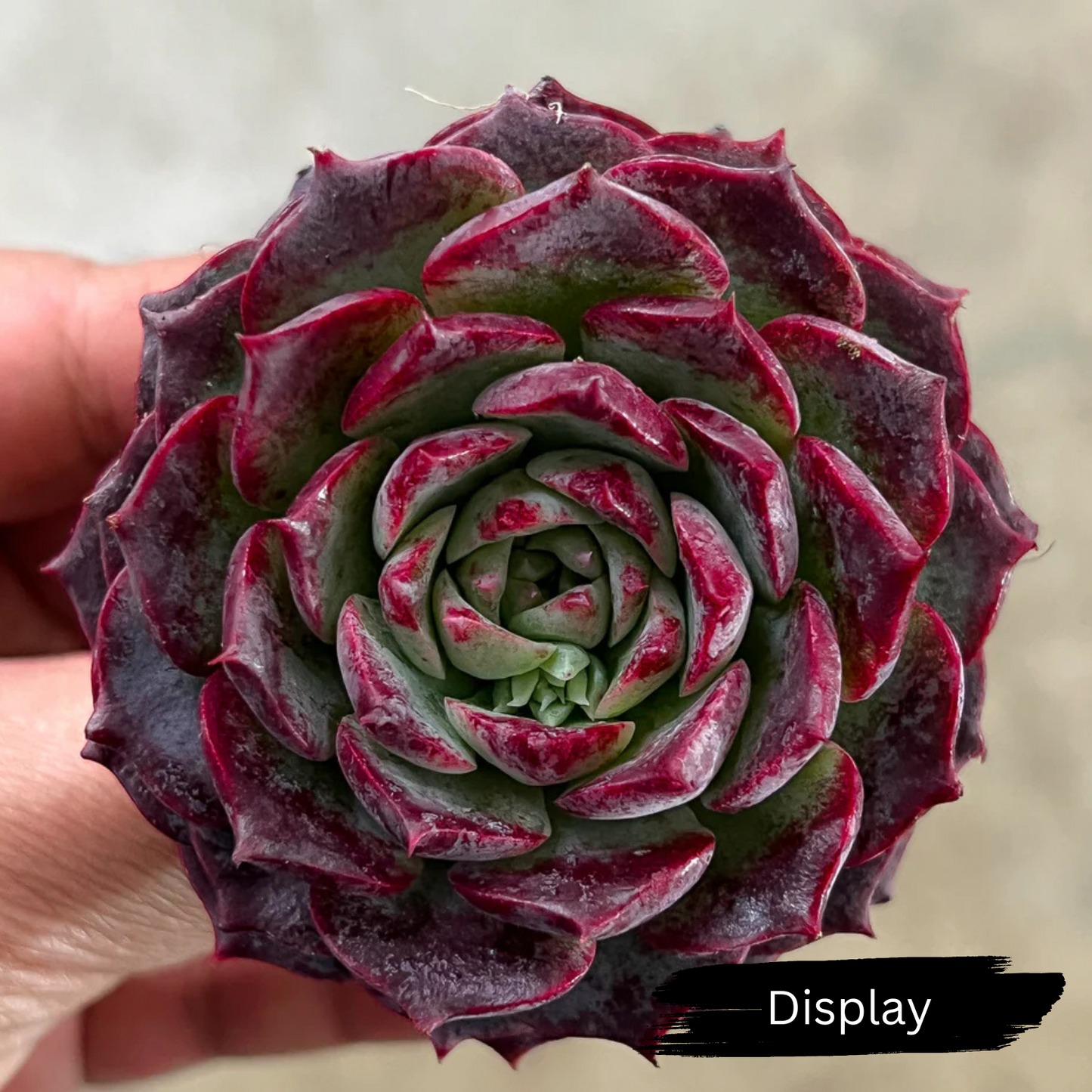 Echeveria 'Hermes'