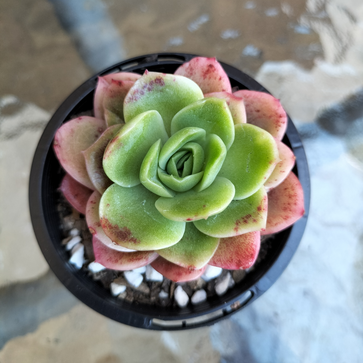 Echeveria ' Ice Rose'