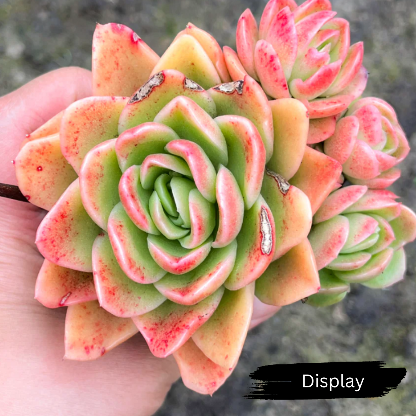 Echeveria ' Ice Rose'