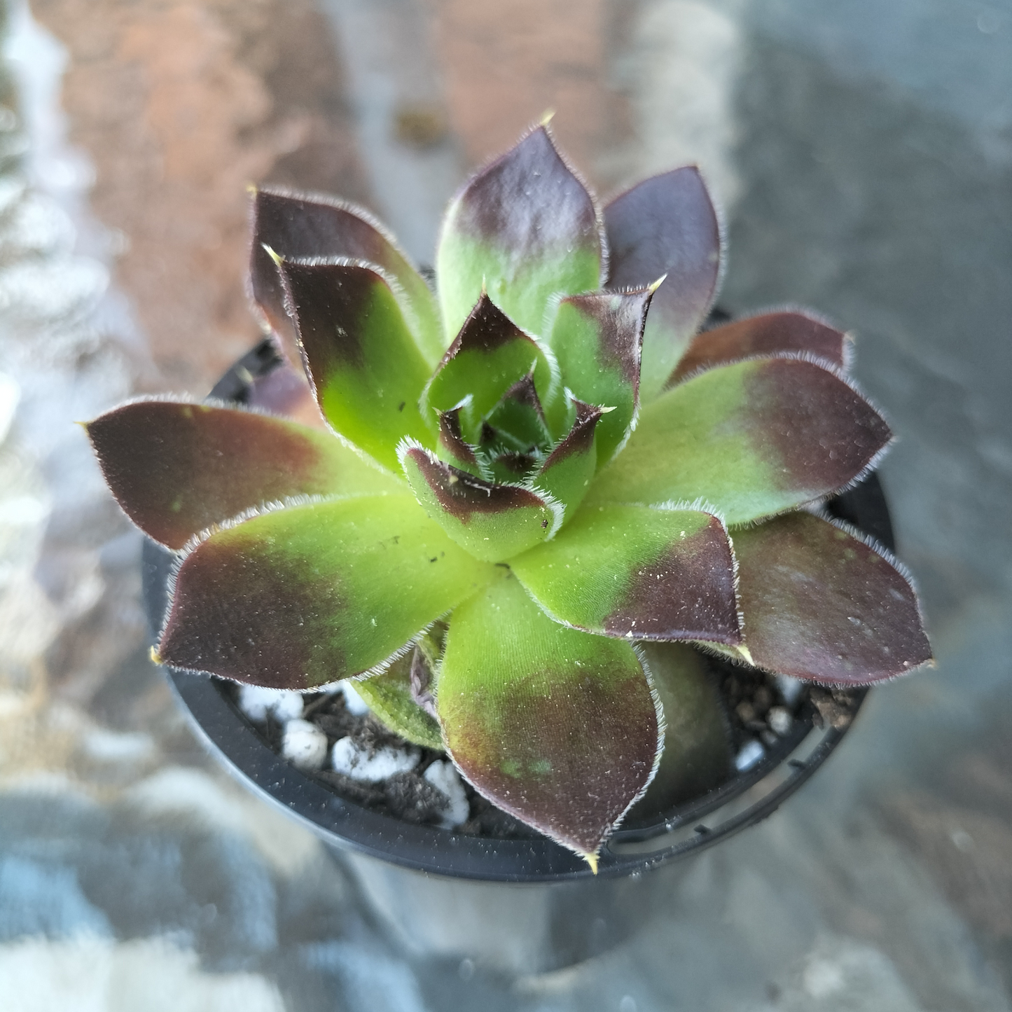 Jovibarba heuffelii 'Inferno'