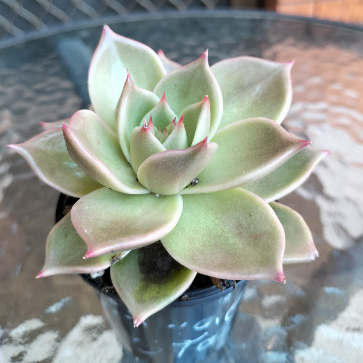 Echeveria agavoides 'Jade star'