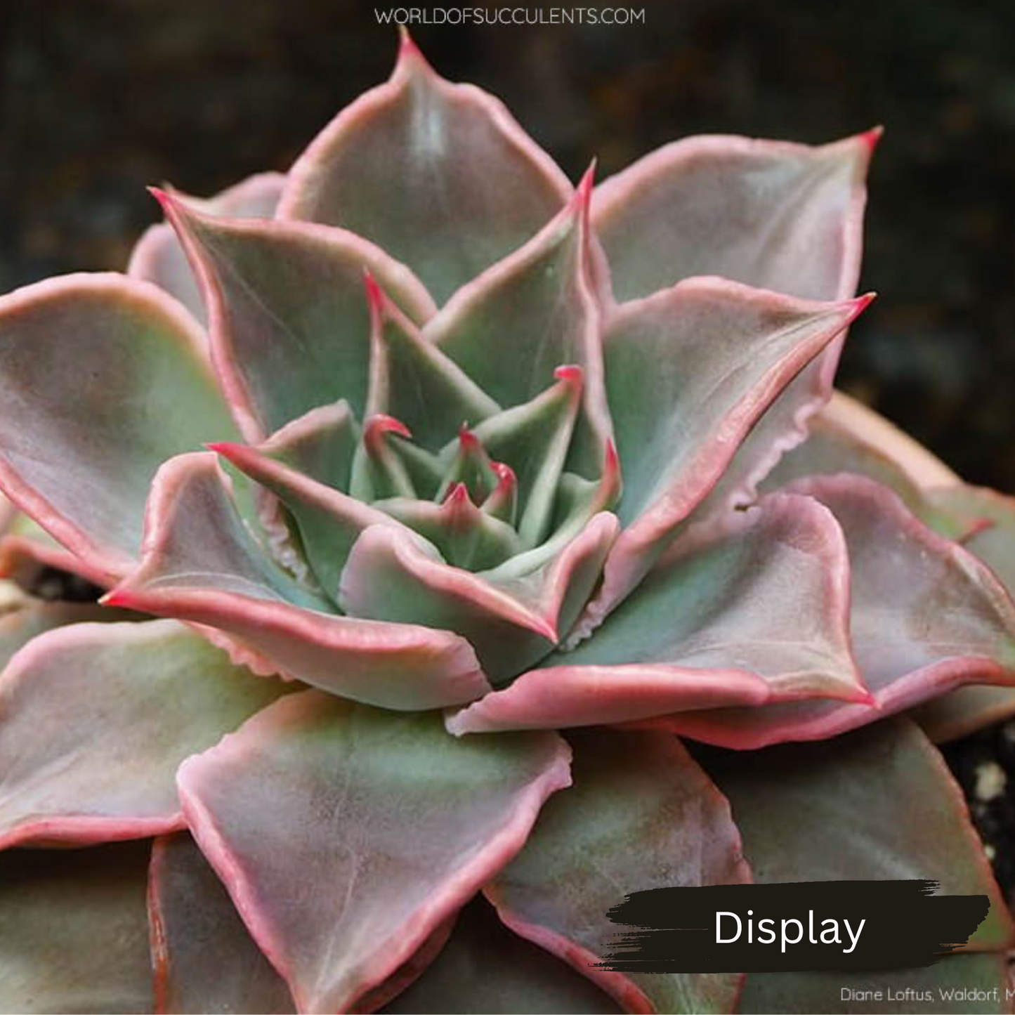 Echeveria 'Madiba' (aka Echeveria Pink Lips)