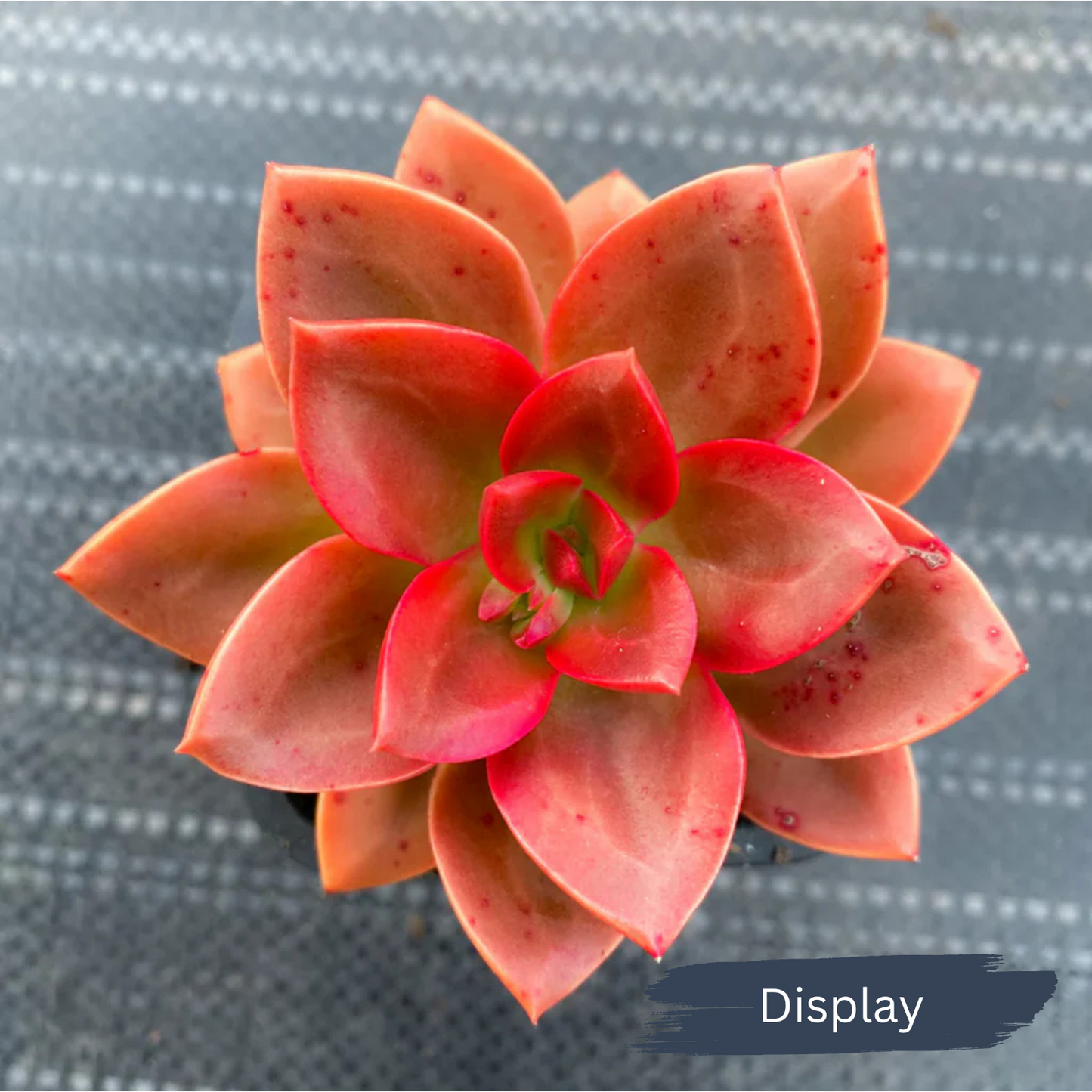 Echeveria 'Melaco'