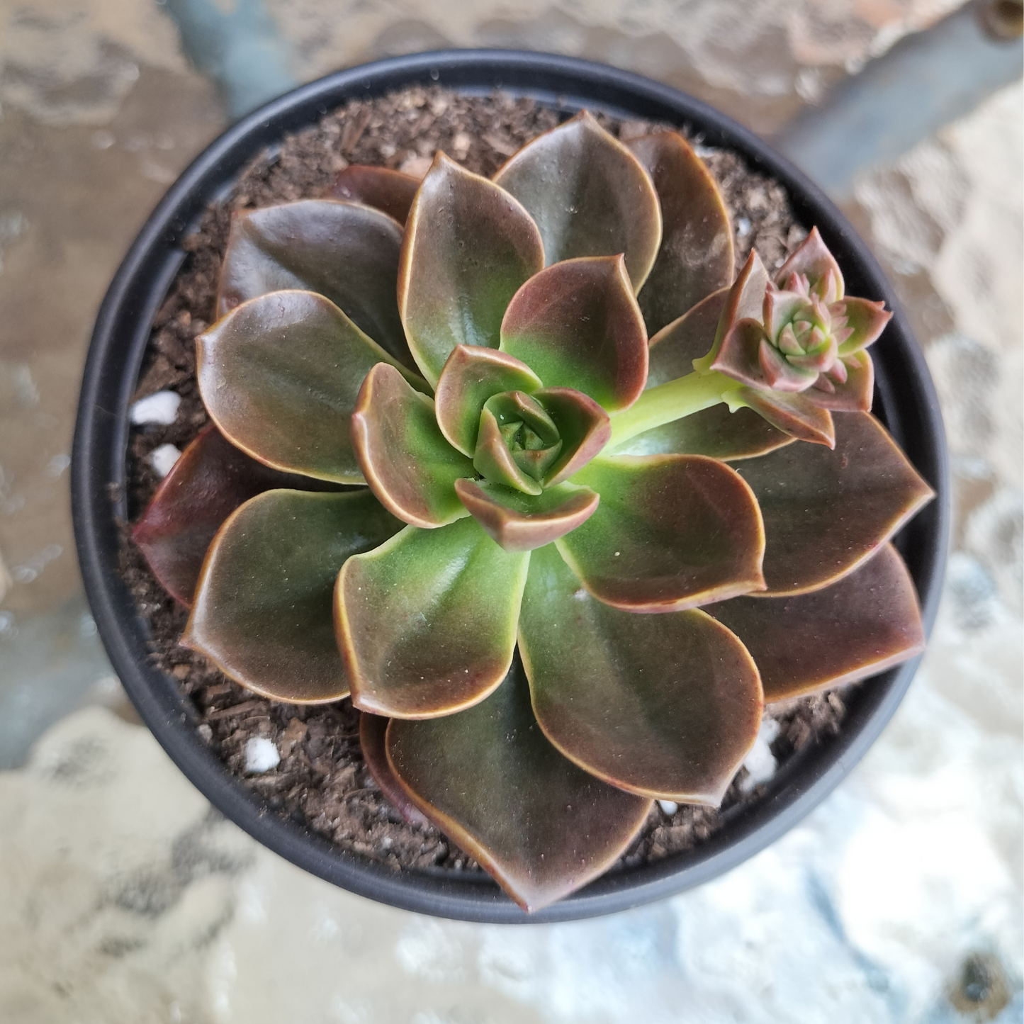 Echeveria 'Melaco'