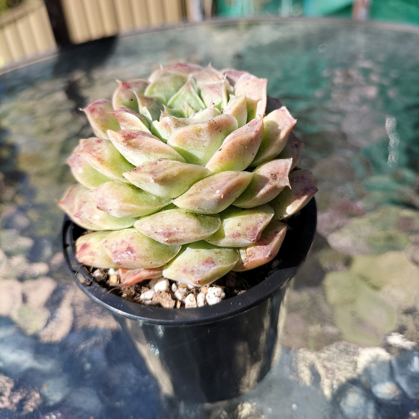 Echeveria Mexican Tears