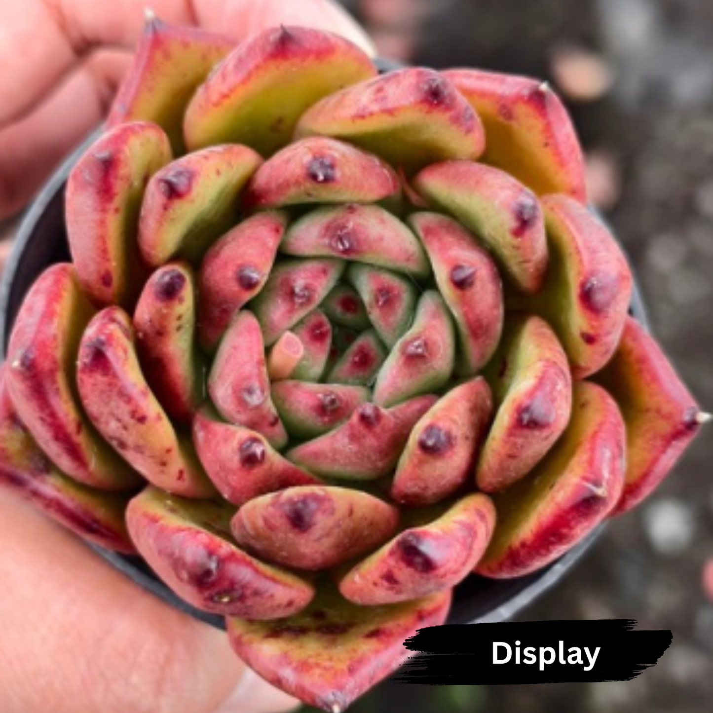 Echeveria agavoides 'Morgan'