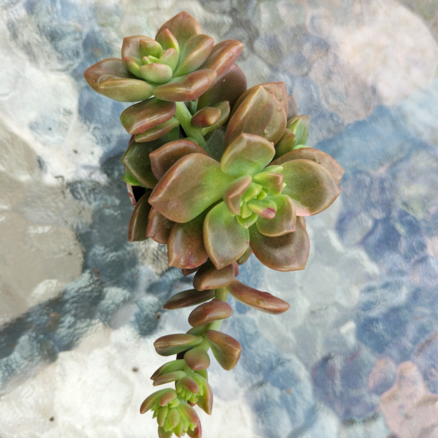 Graptosedum 'Nova' (small)