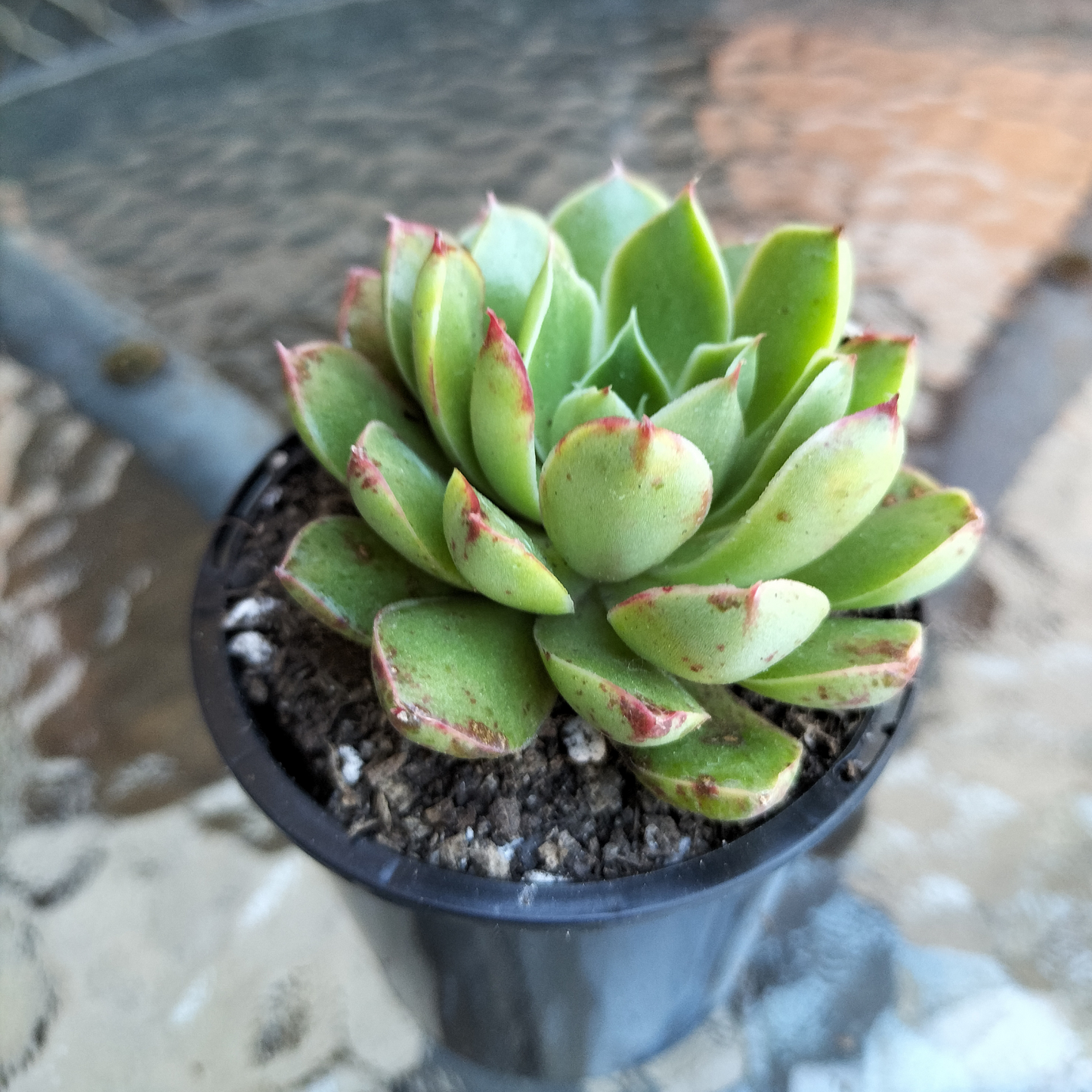 Echeveria 'obsidian'