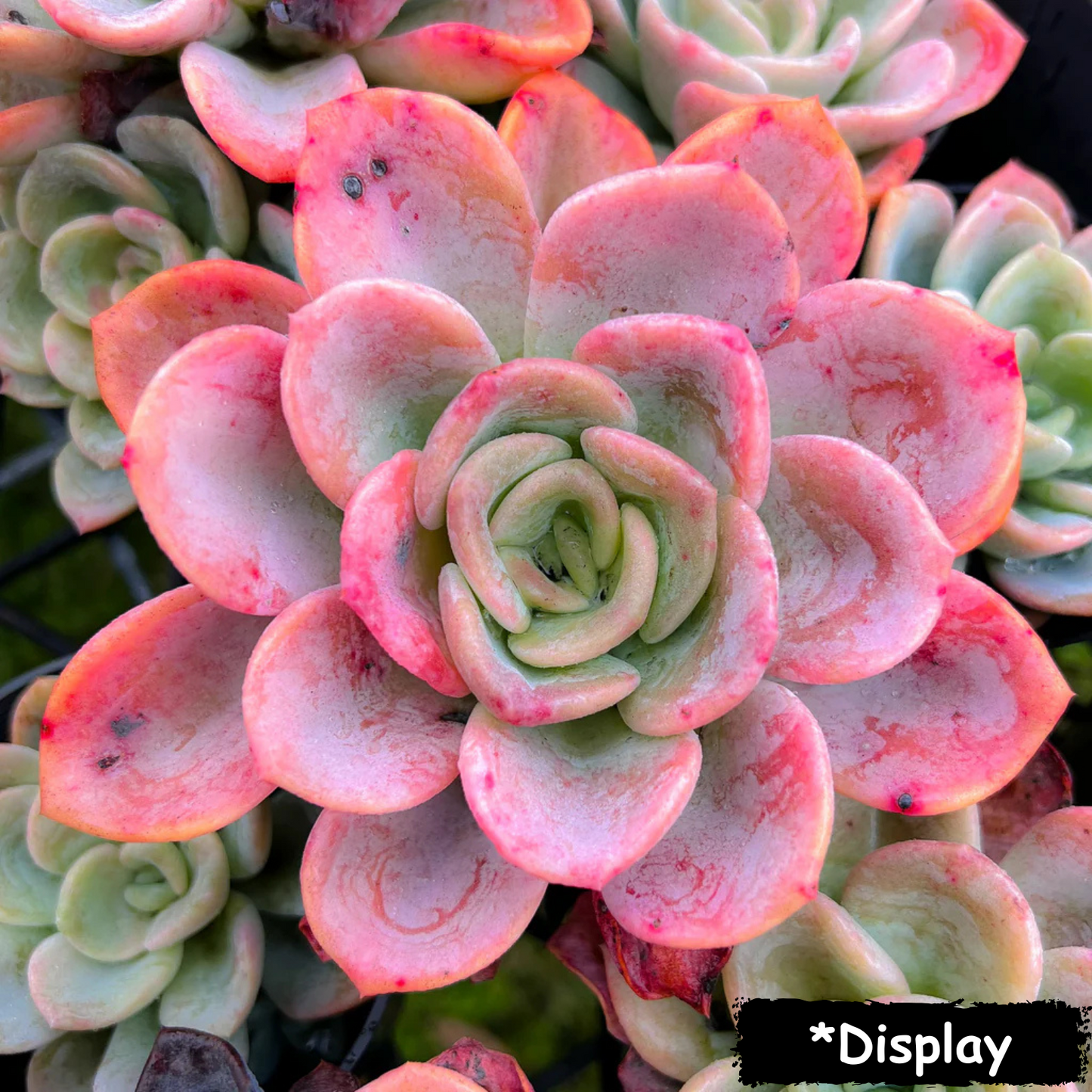 Pachyveria'Orpet'