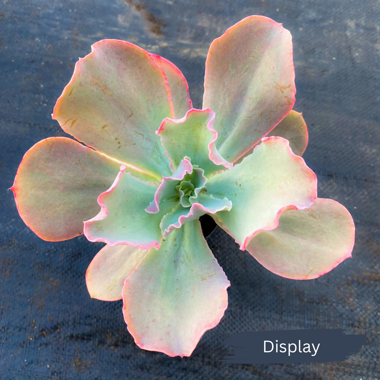 Echeveria 'Pastel'