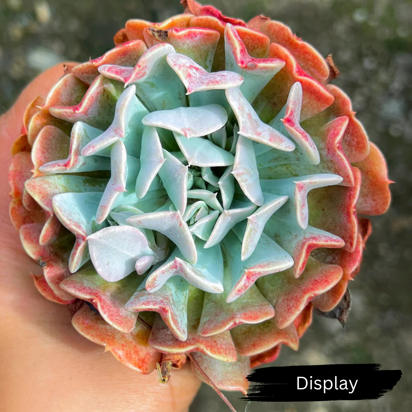 Echeveria 'Pinwheel Revolution'