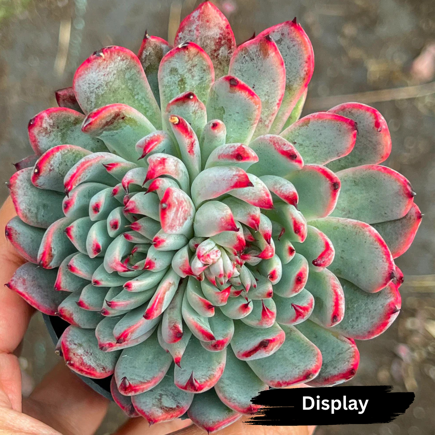 Echeveria 'Pipa Fairy' (Small)