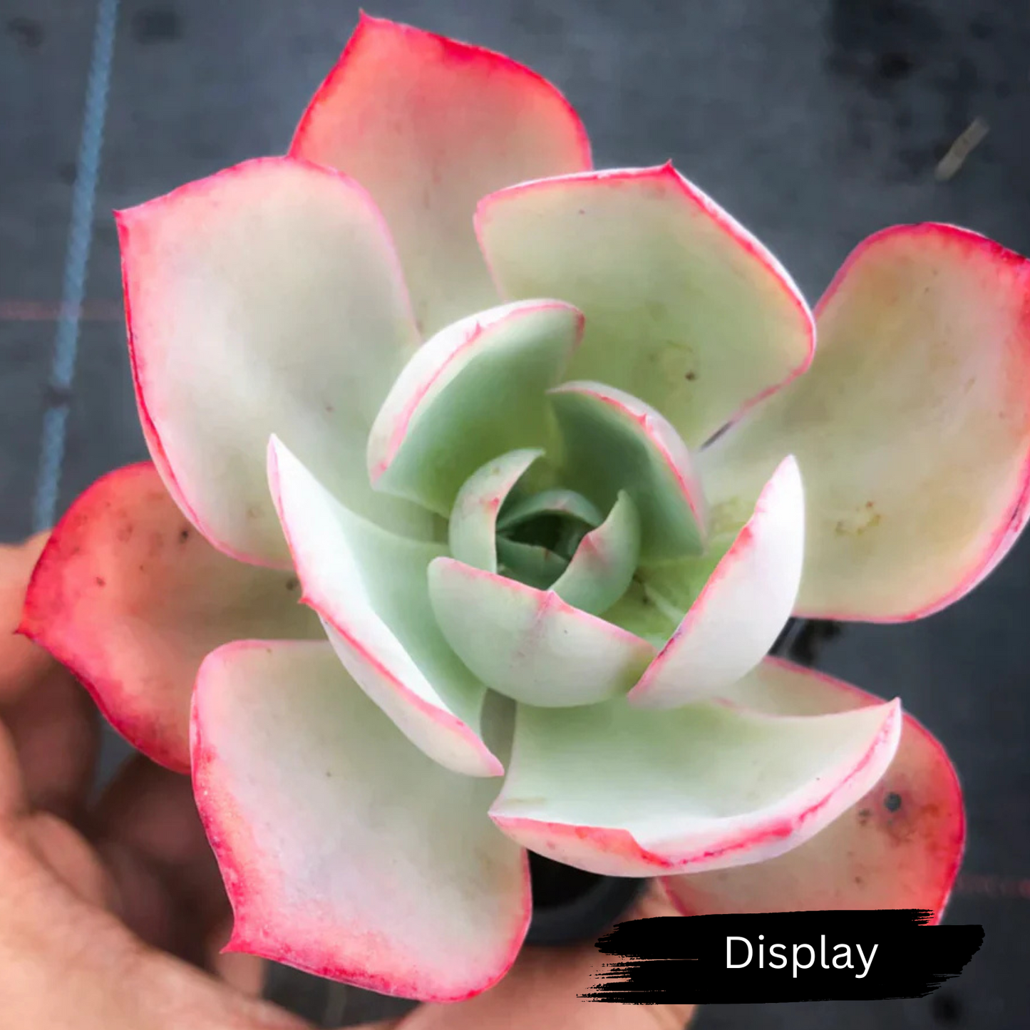 Echeveria 'Powder Blue' (White Rose Echeveria)