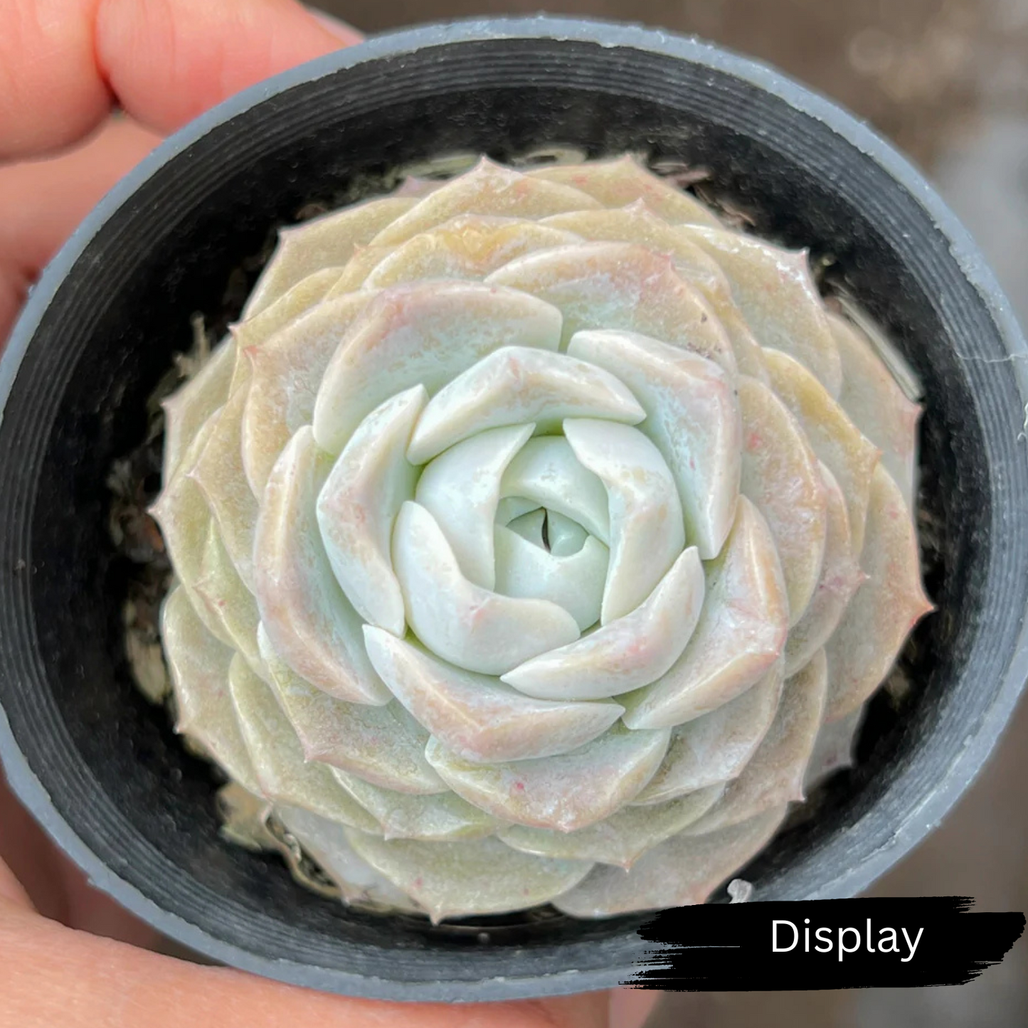 Echeveria 'Pure Love'