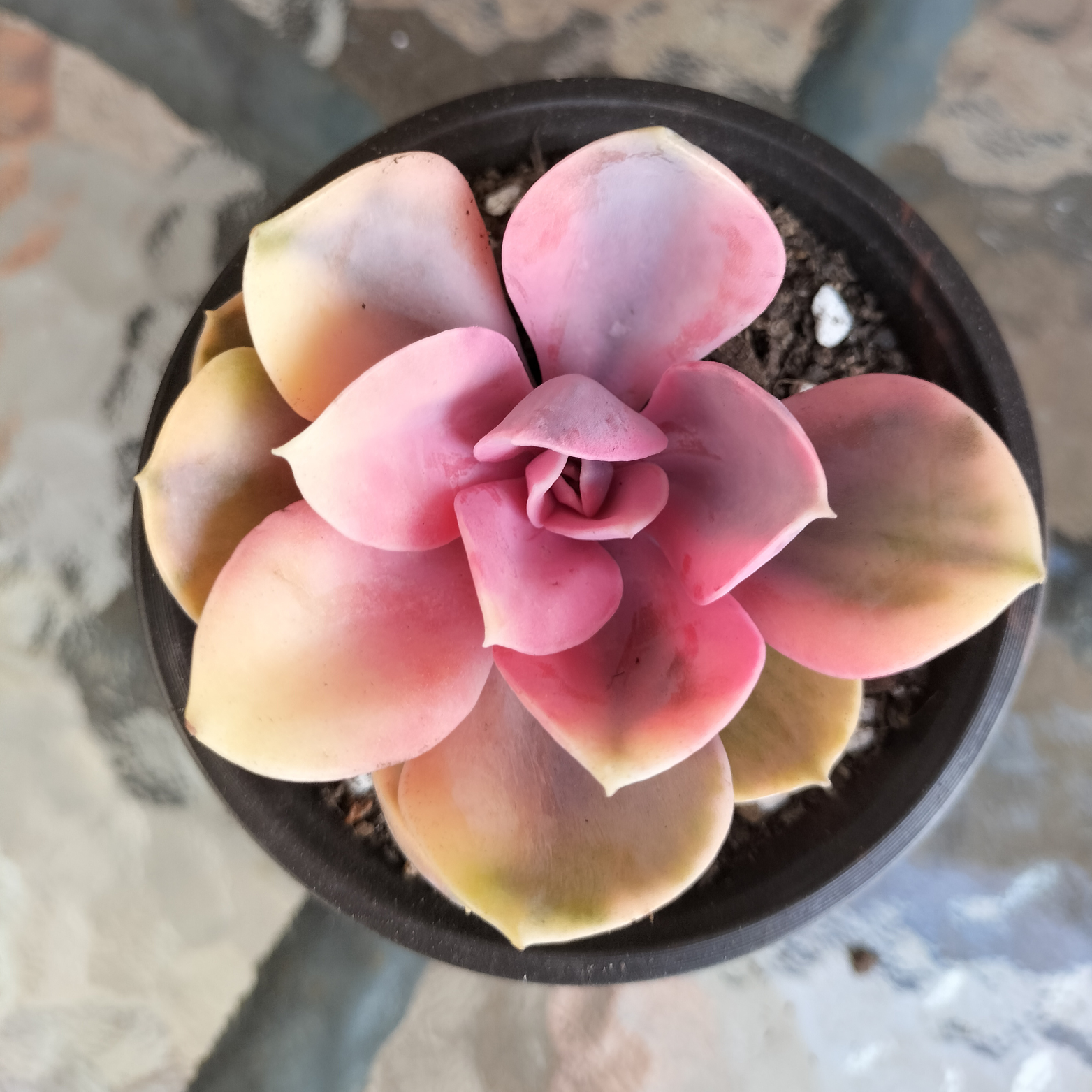 west rainbow succulent Echeveria 'Rainbow West' (XS) – EmuPlainsSucculents