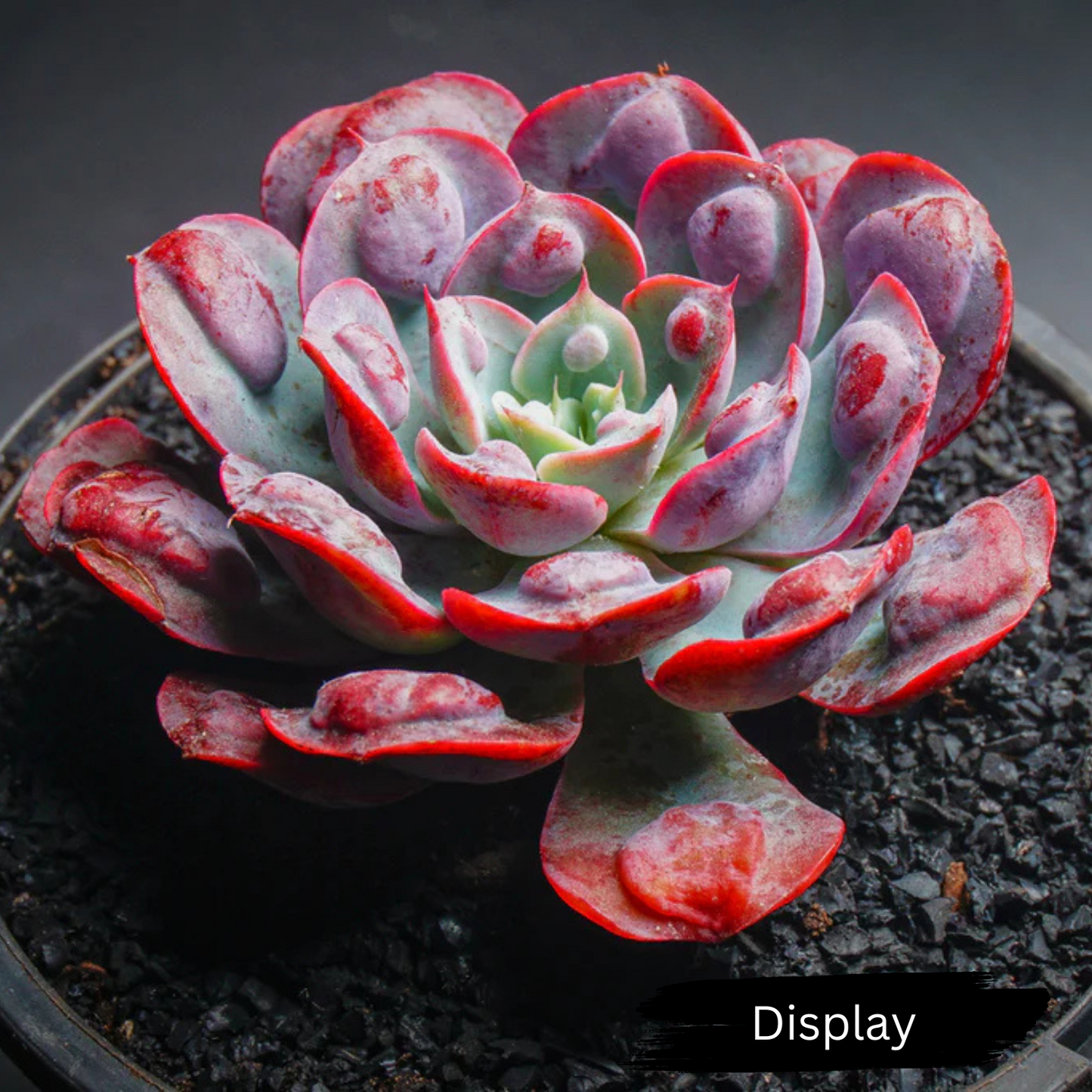 Echeveria 'Raindrops'
