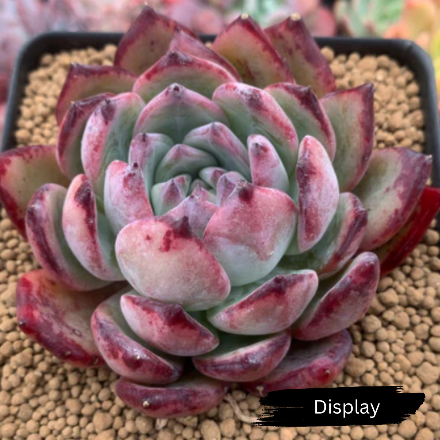 Echeveria 'Ratam'
