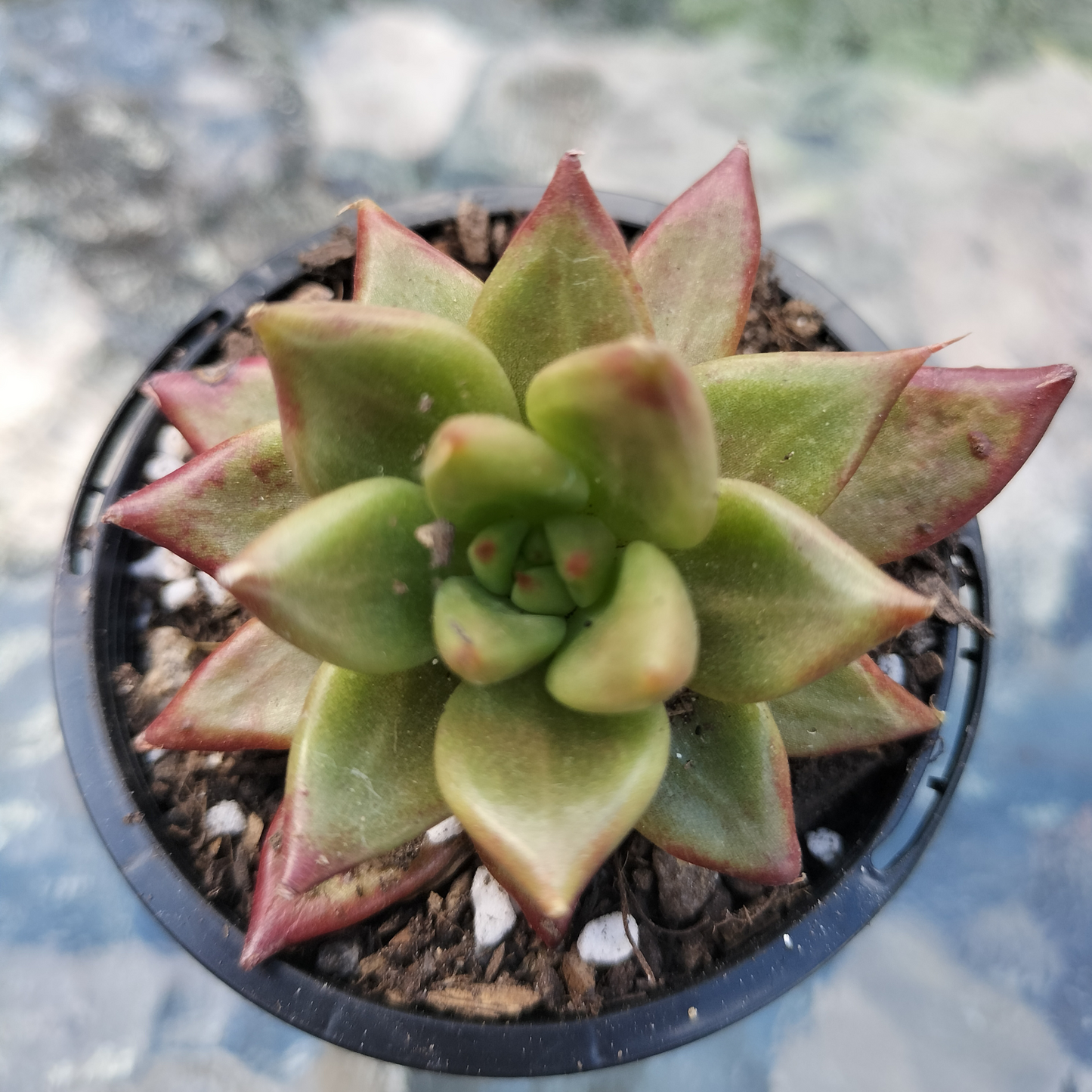 Echeveria 'Red Psyche'