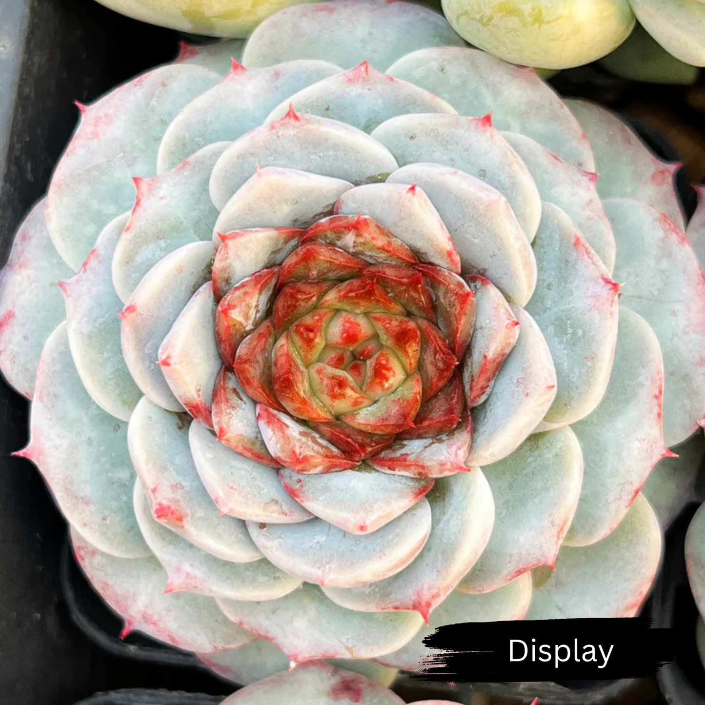 Echeveria 'Red Velvet'