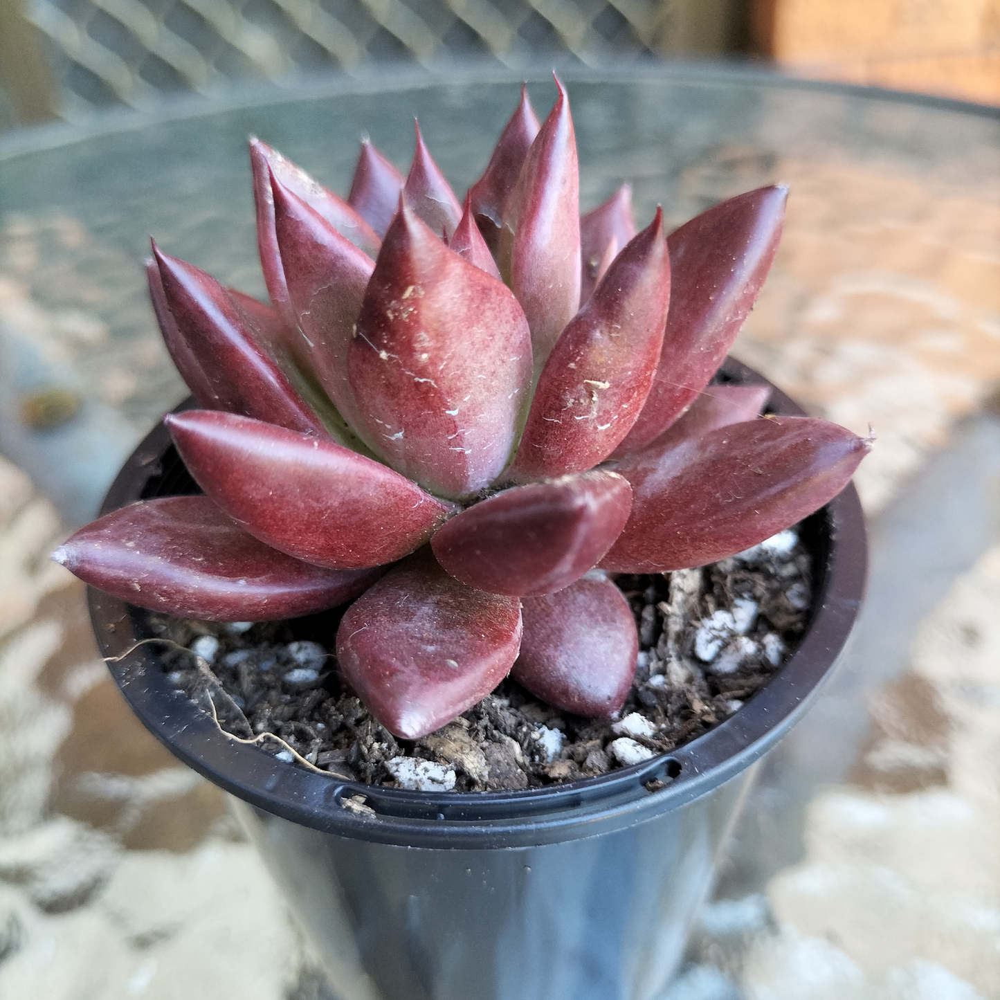 Echeveria 'Red Soul'