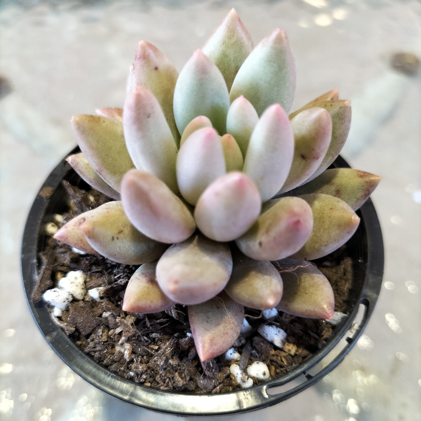 Pachyveria 'Red Angel's Fingers'