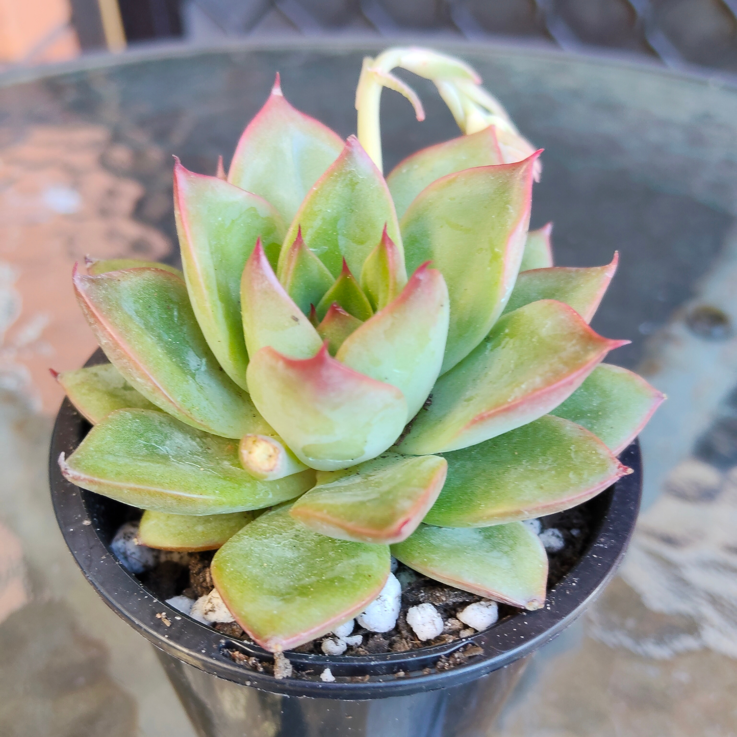 Echeveria 'Red Rose' Korean