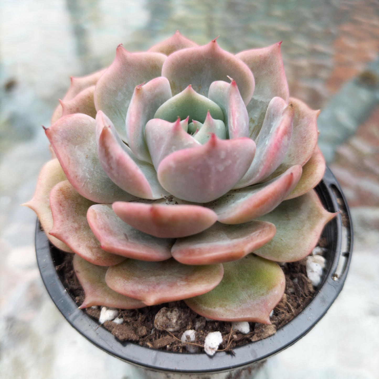 Echeveria Rosanna (Echeveria colorata x lauii )