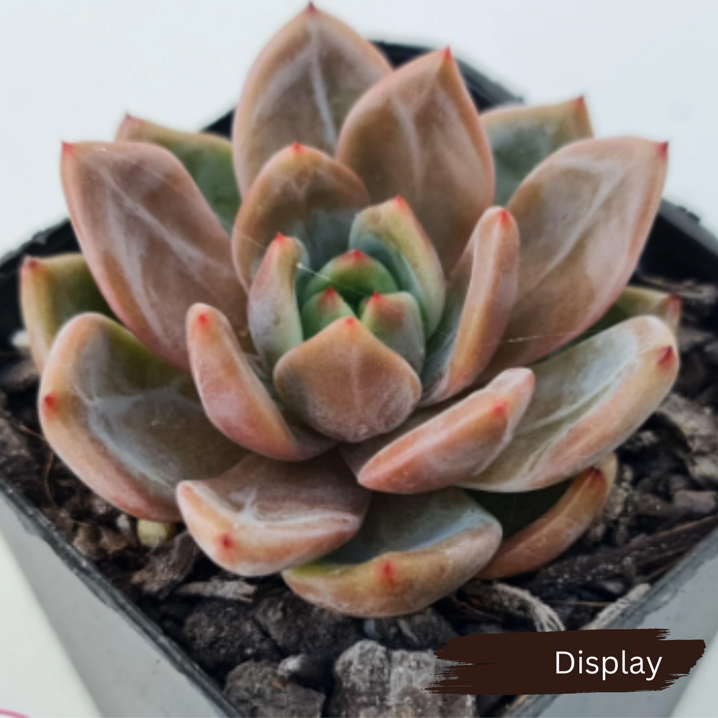 Echeveria 'Rose Champagne'