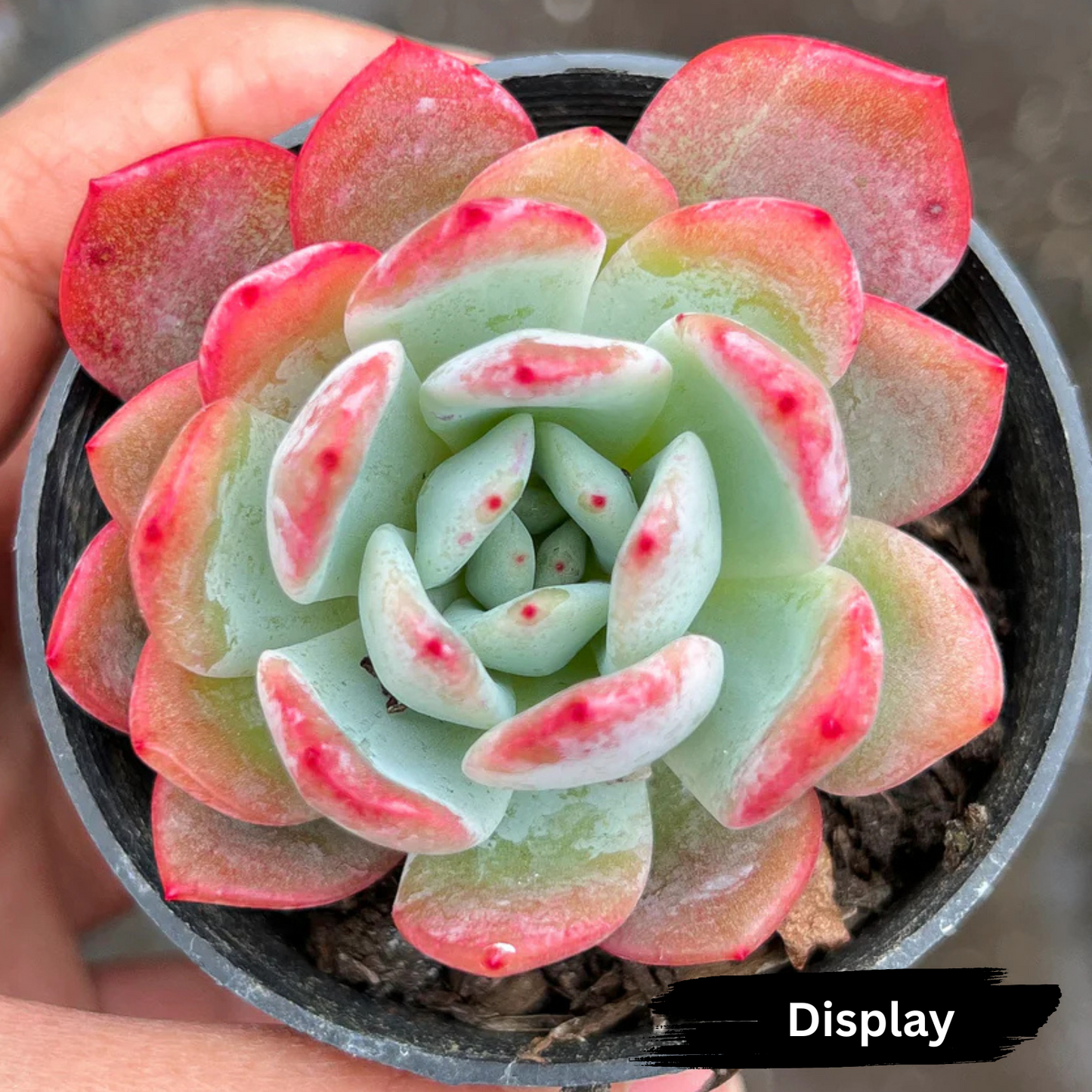 Echeveria 'Star Mark' (Korean)
