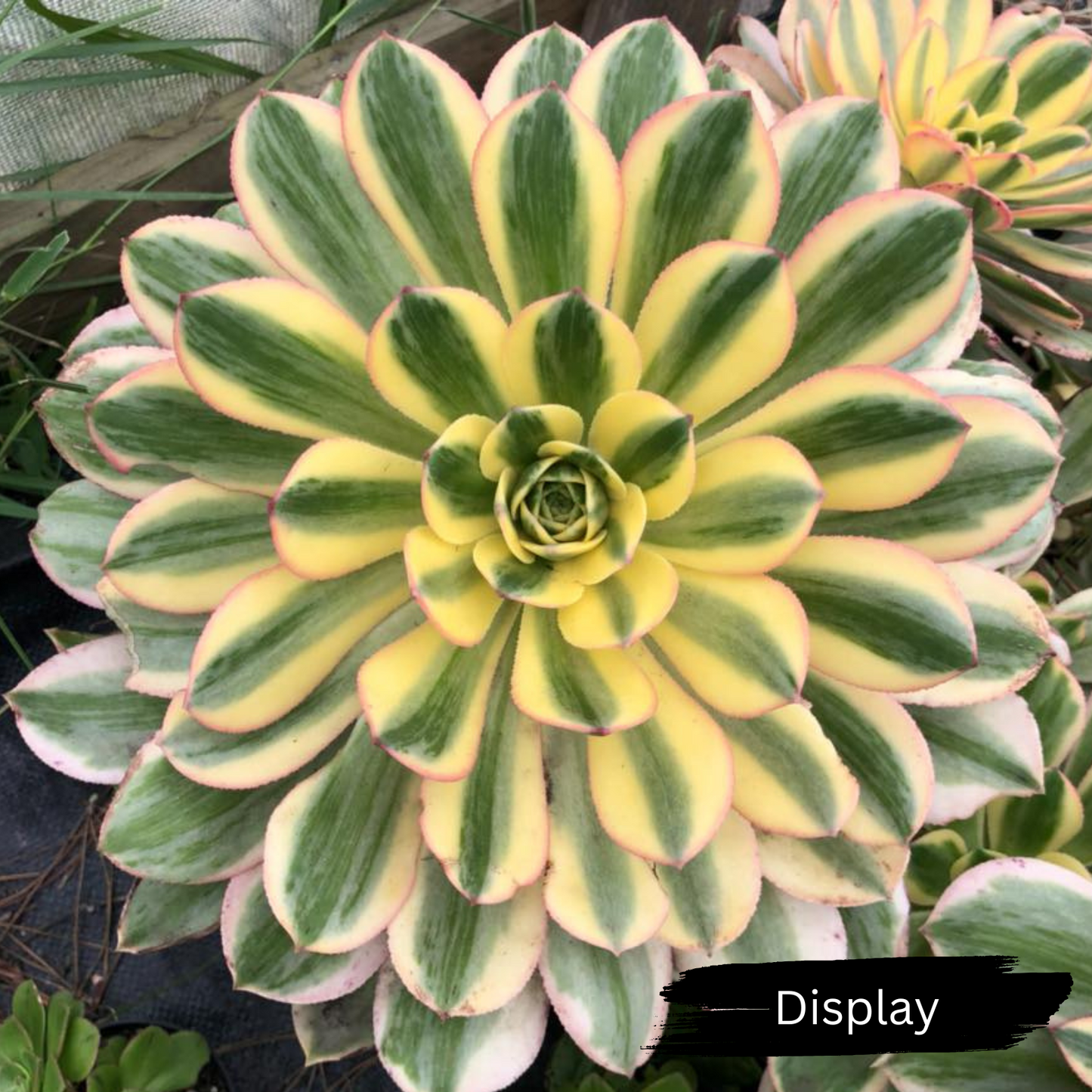 Aeonium arboreum 'Sunburst'
