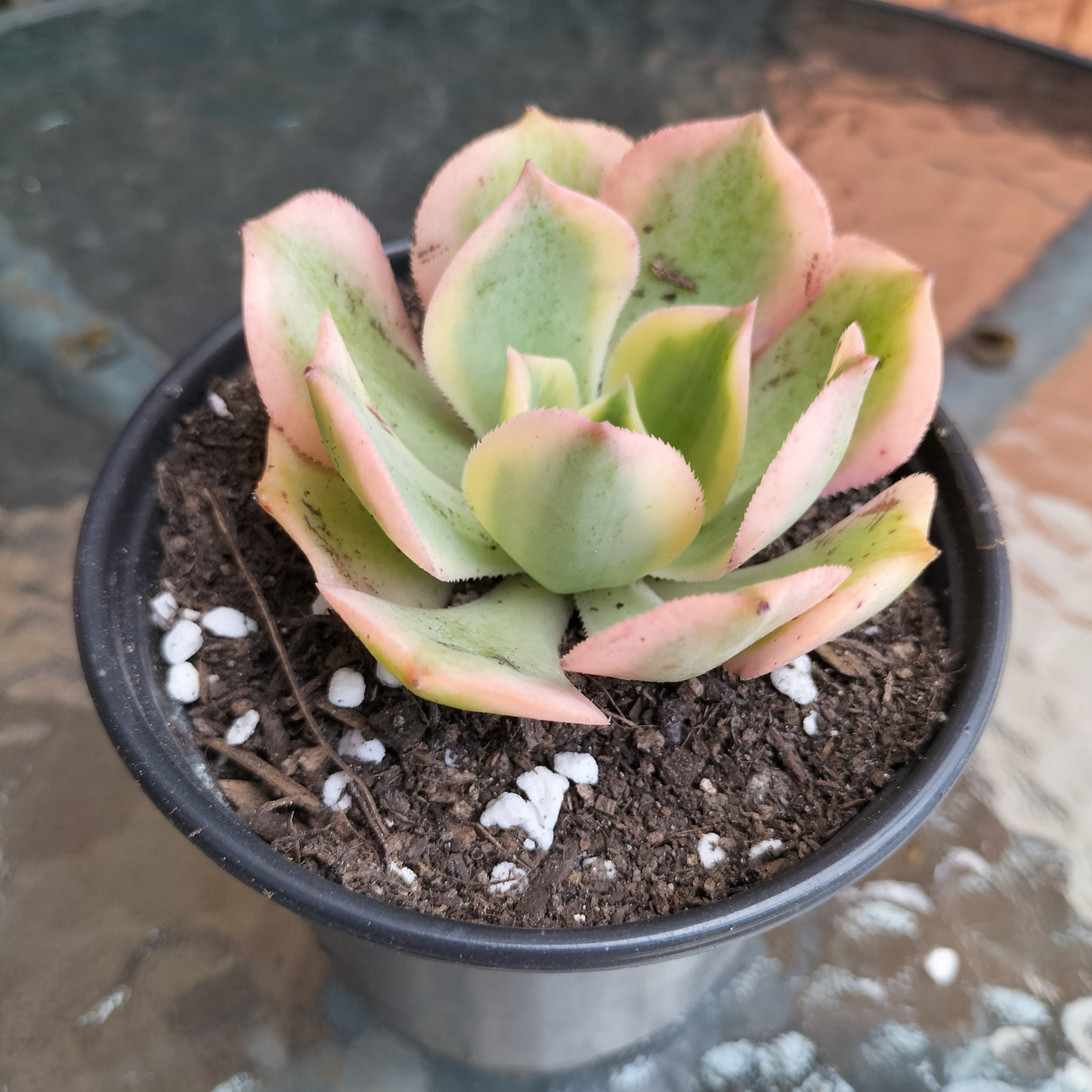 Aeonium arboreum 'Sunburst'
