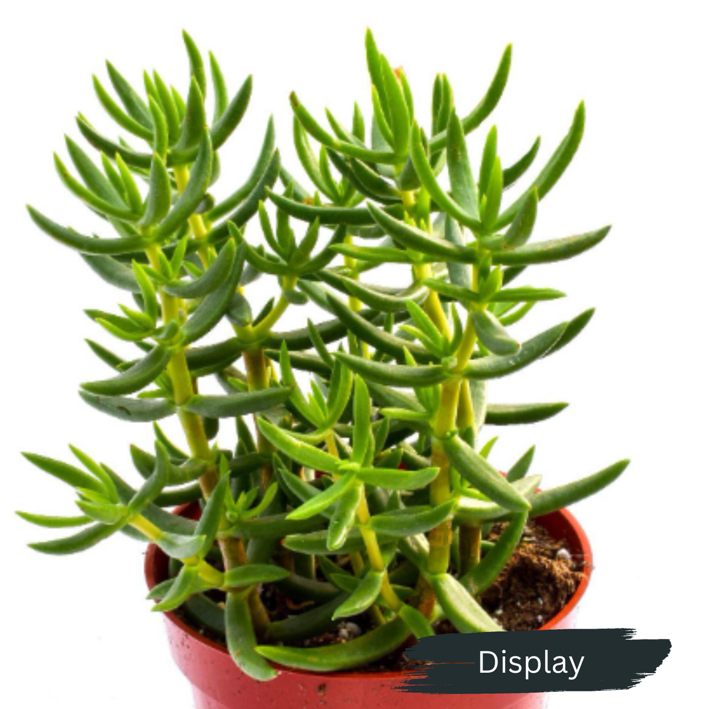Crassula 'Tetragona' Cutting