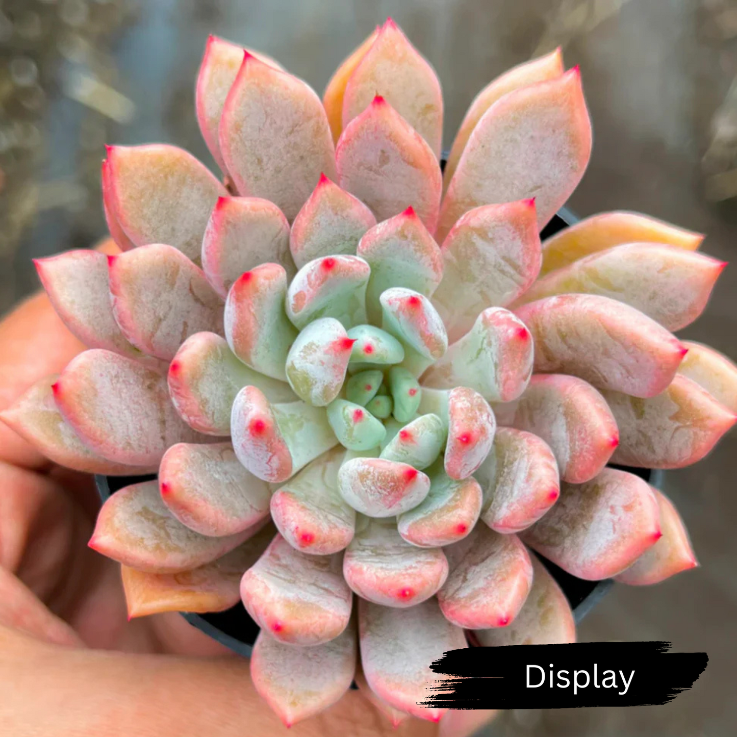 Echeveria 'Texensis Rosea'