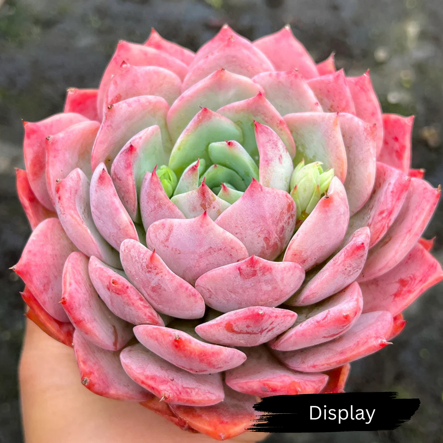 Echeveria 'Elation' AKA Tippy