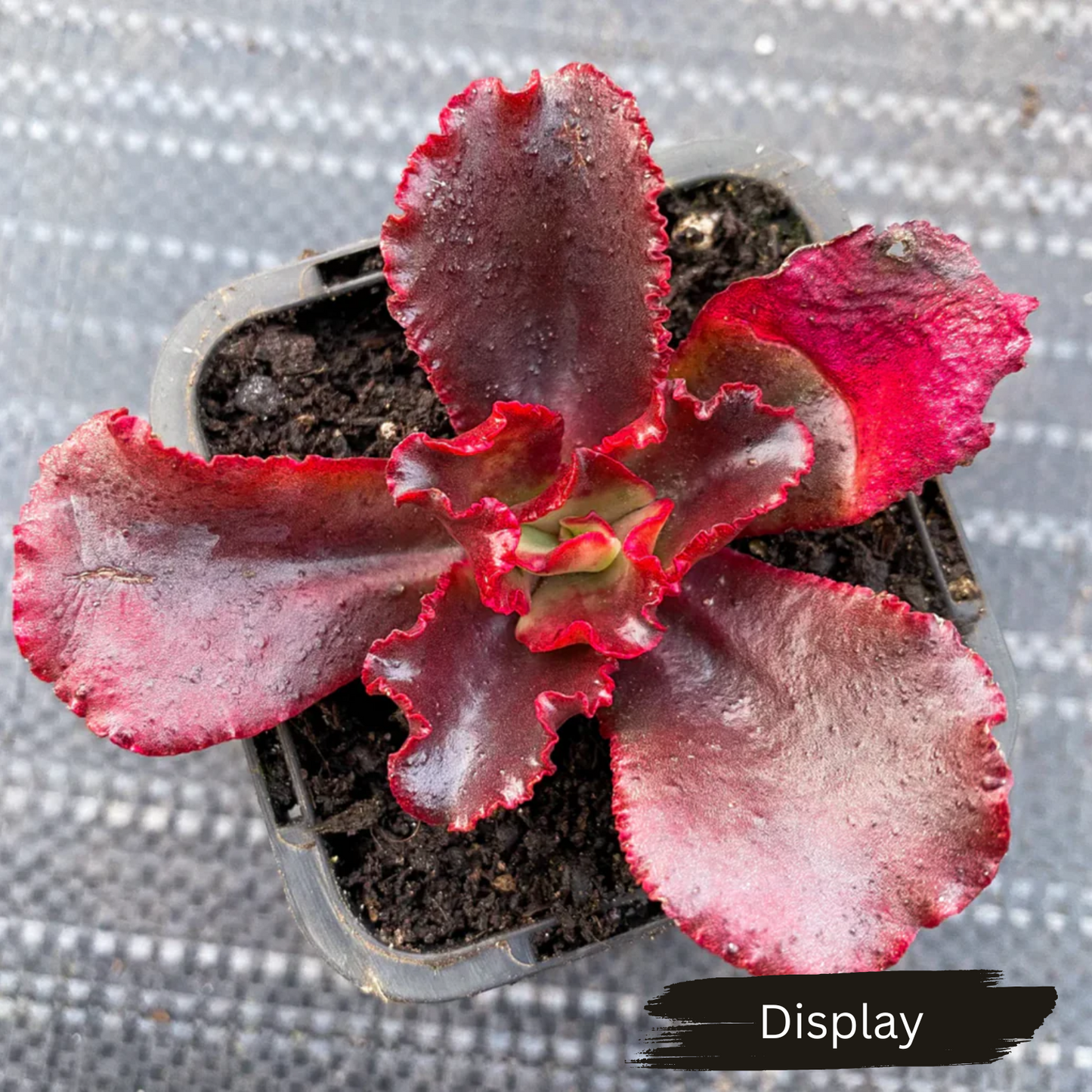 Echeveria 'Tori'