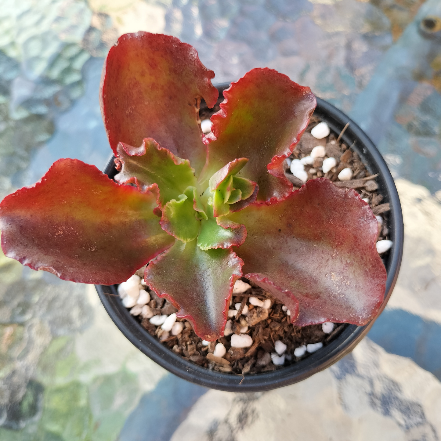 Echeveria 'Tori'