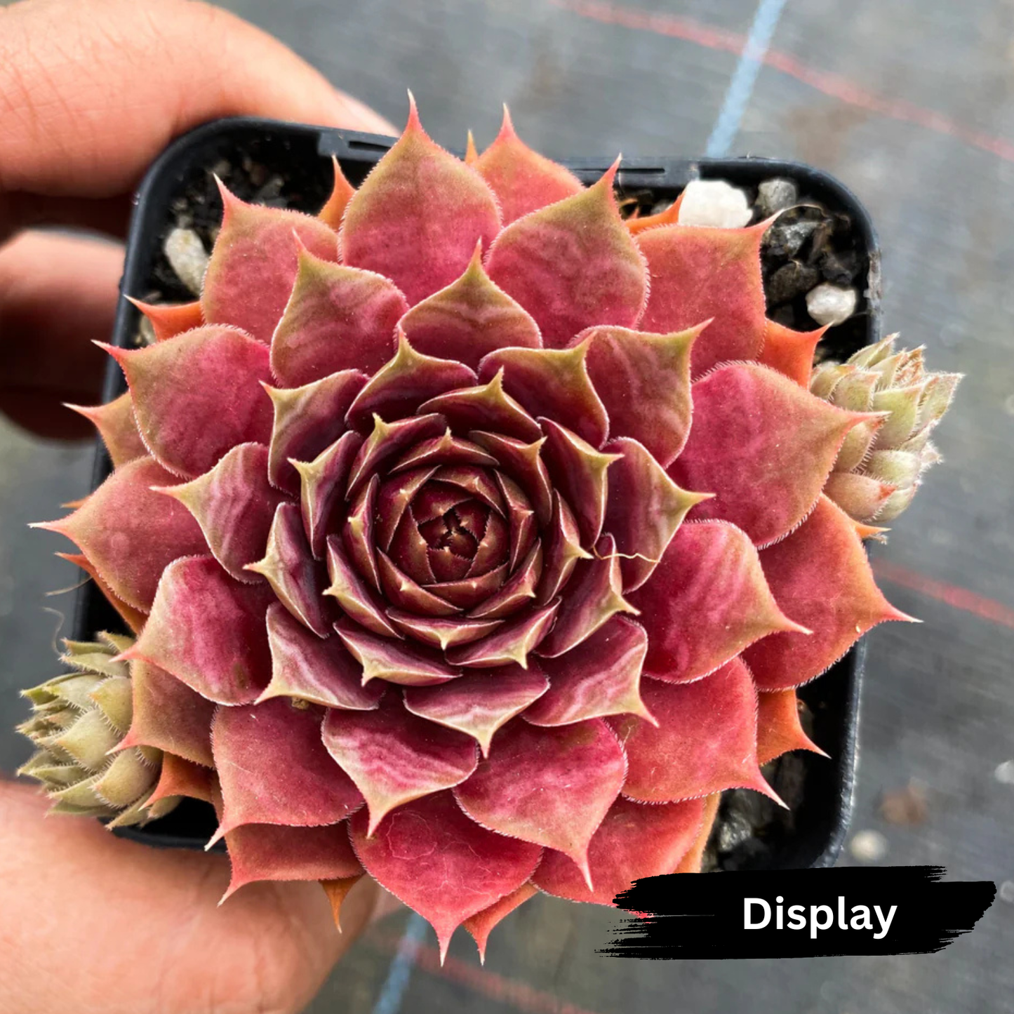 Sempervivum 'VJ10'