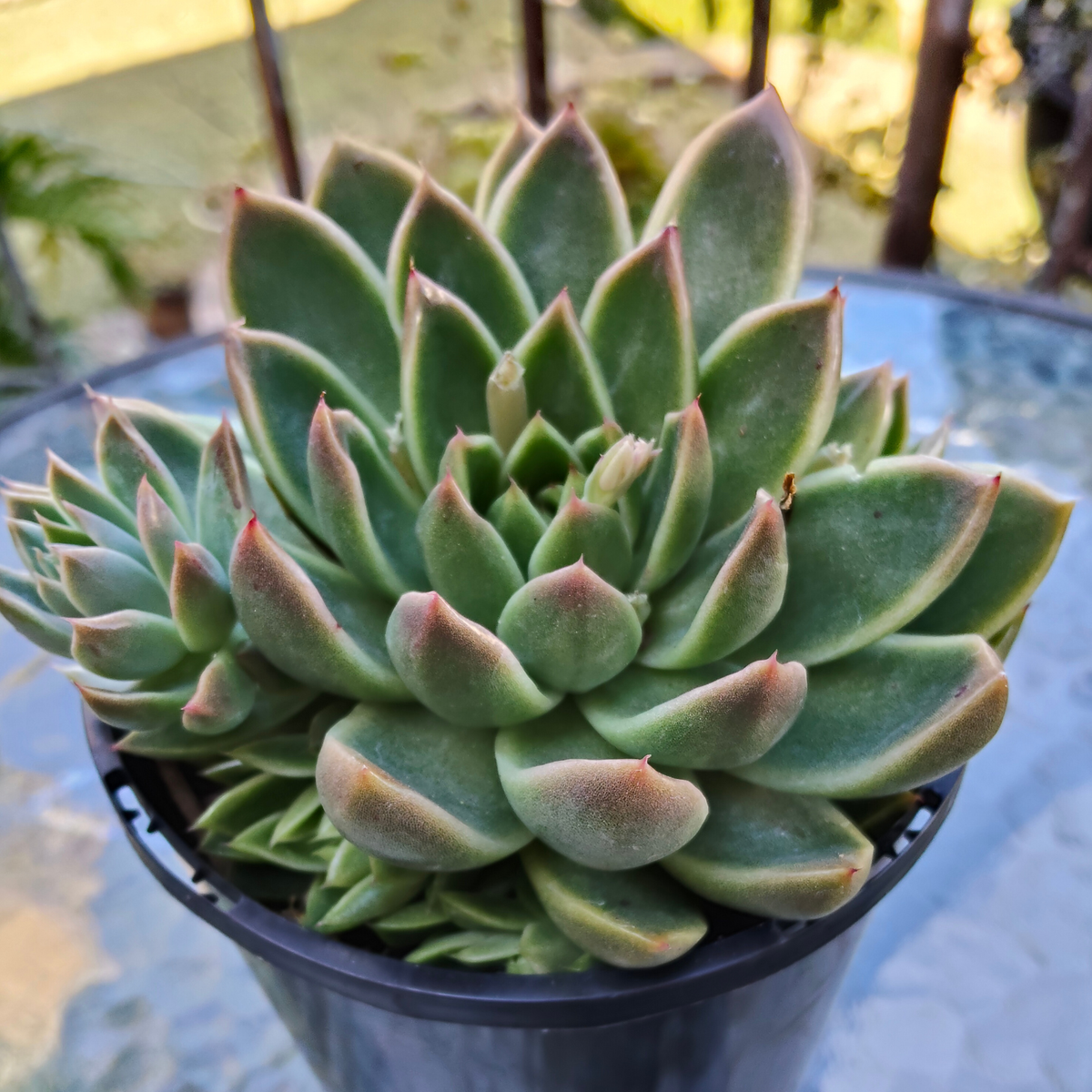 Echeveria agavoides 'Victor Reiter'