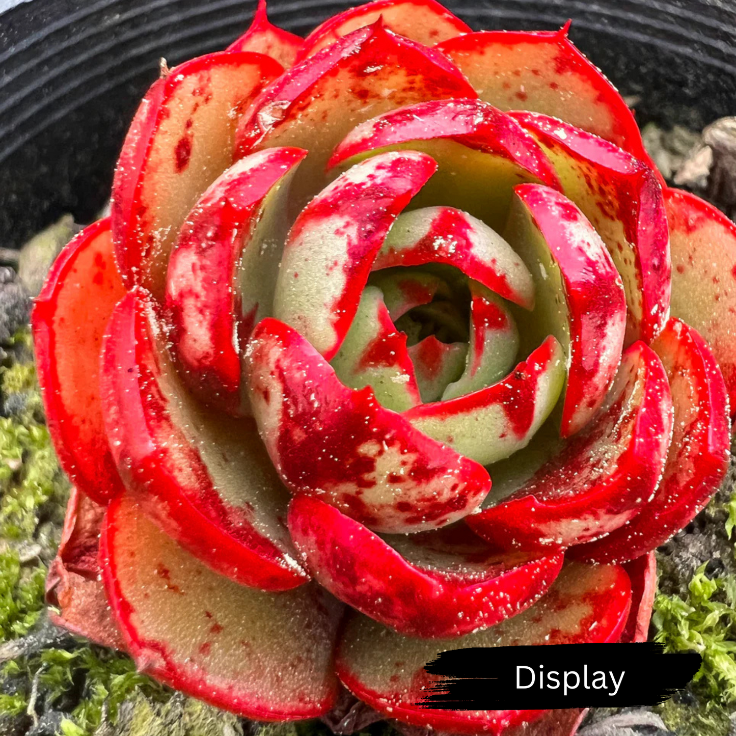 Echeveria 'Yin Lisa'