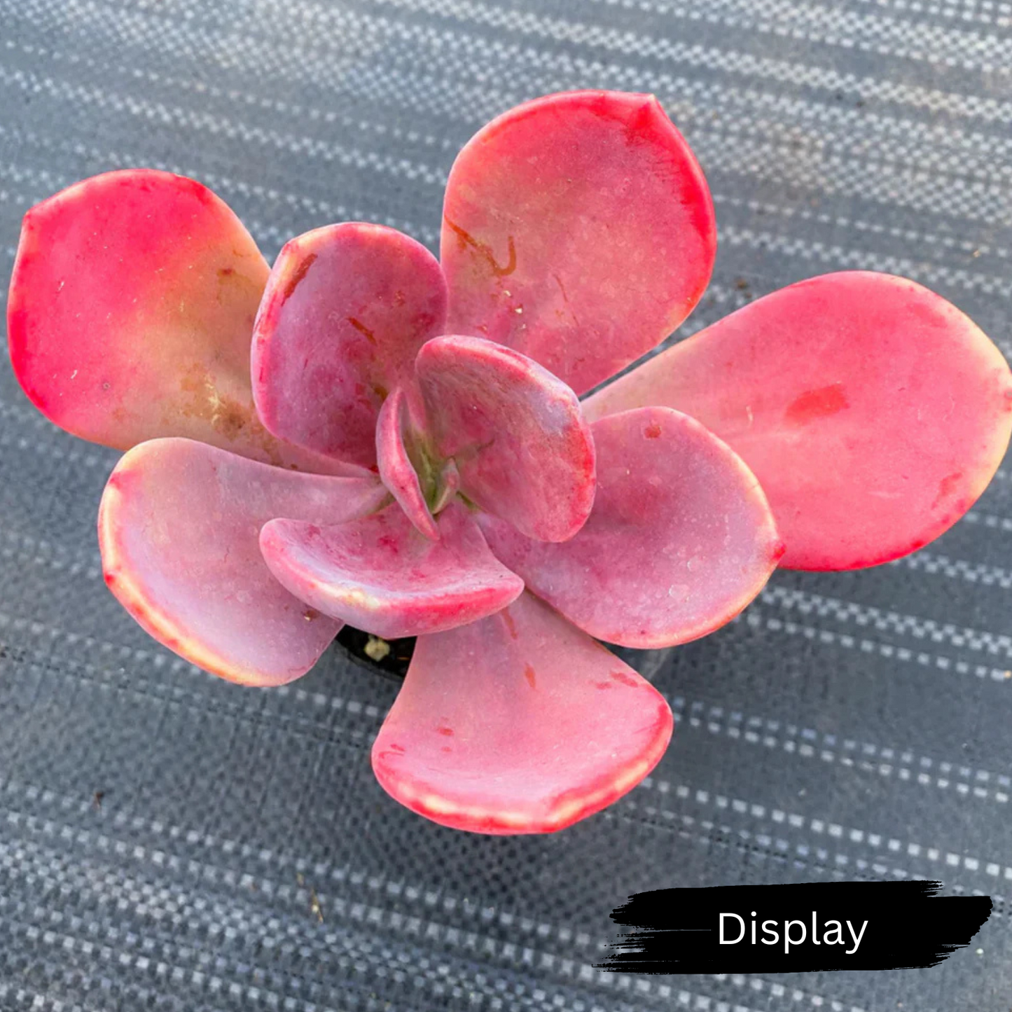 Pachyveria 'Violescens' (aka. Pachyveria Myrtilla)