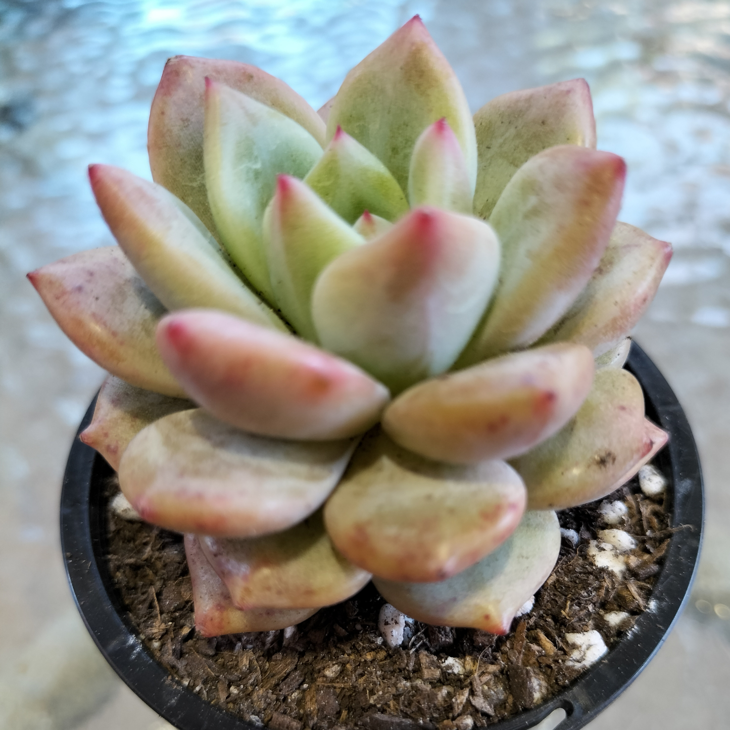 Echeveria 'Aromatherapy'