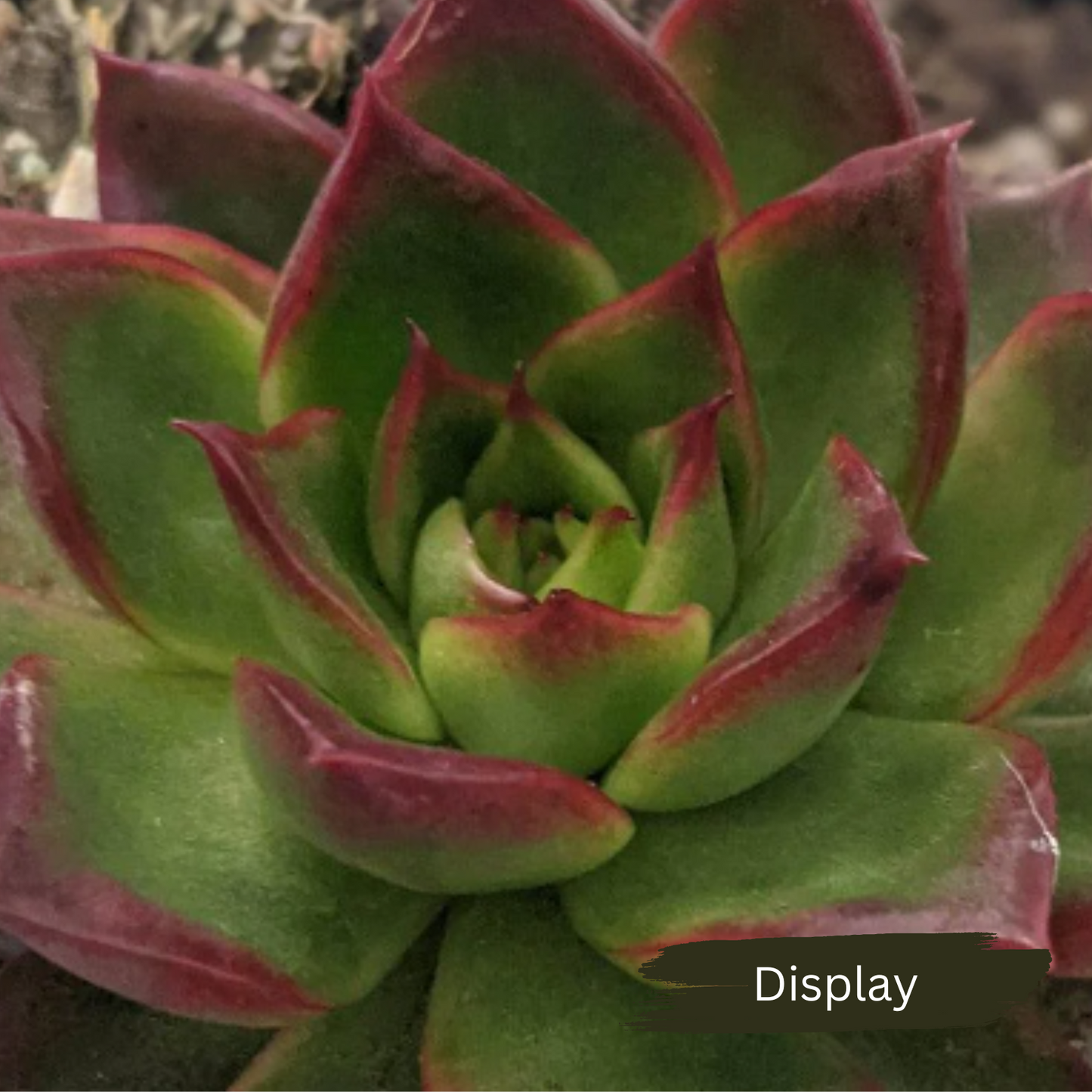 Echeveria 'Benimusume'