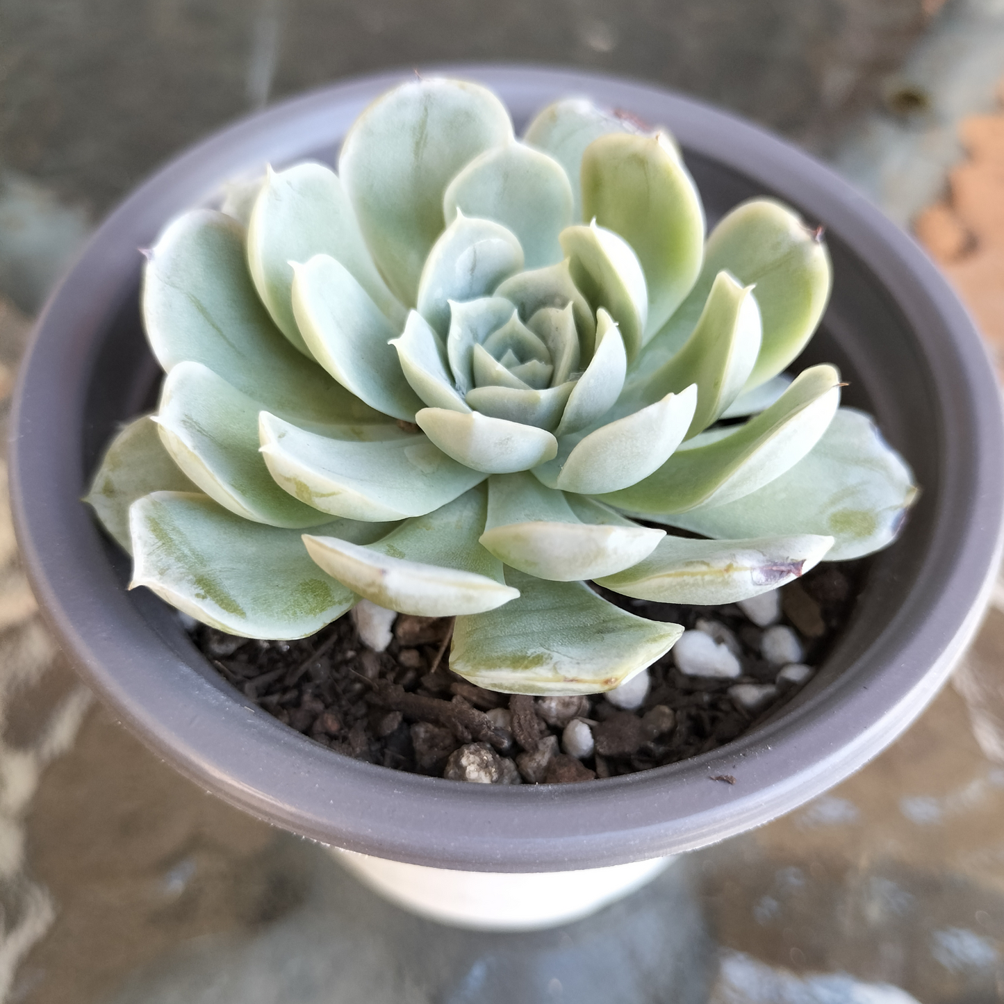 Echeveria 'Blue Dream'