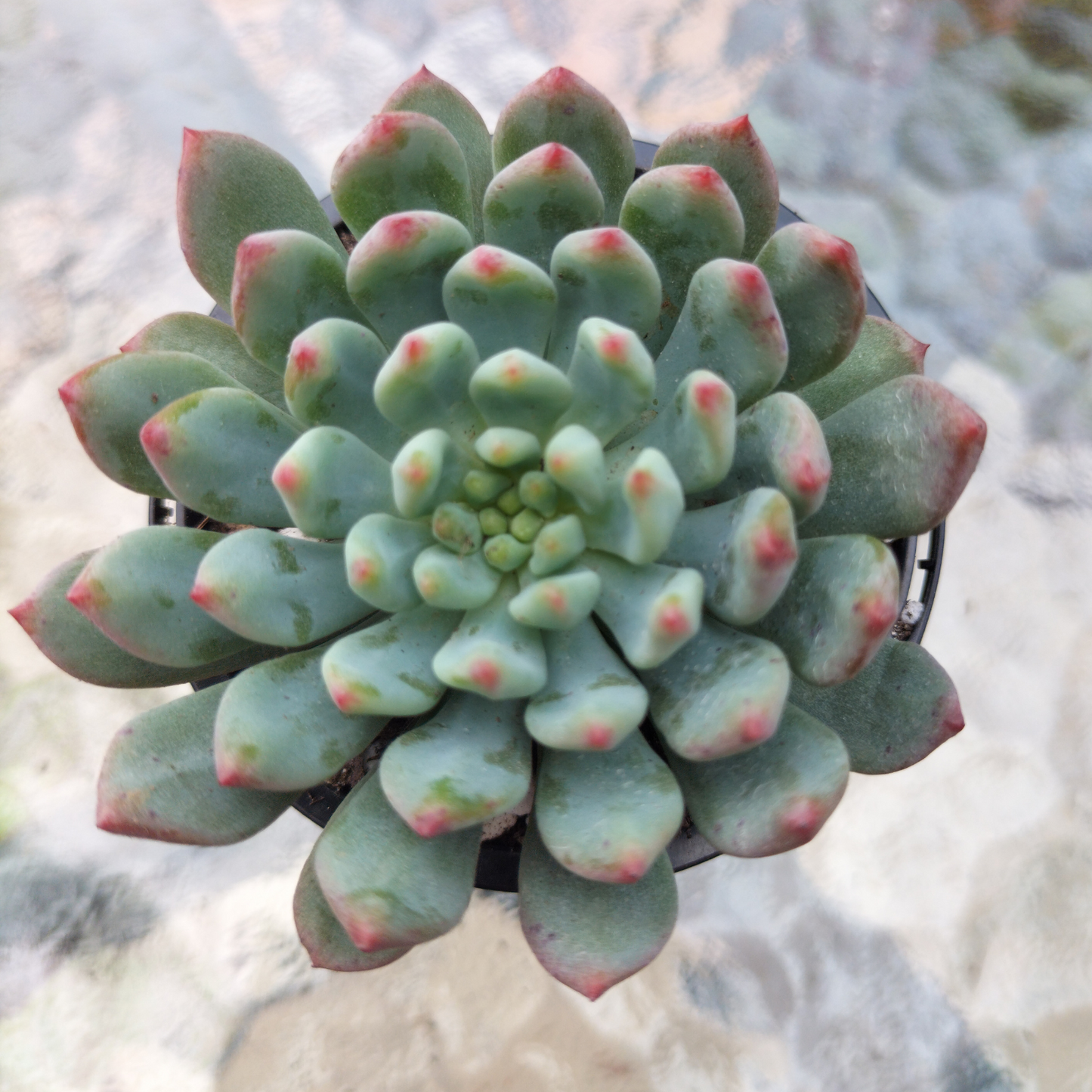 Sedeveria 'Blue Elf'