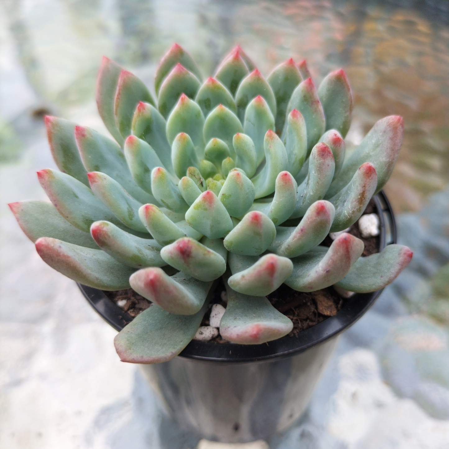 Sedeveria 'Blue Elf'