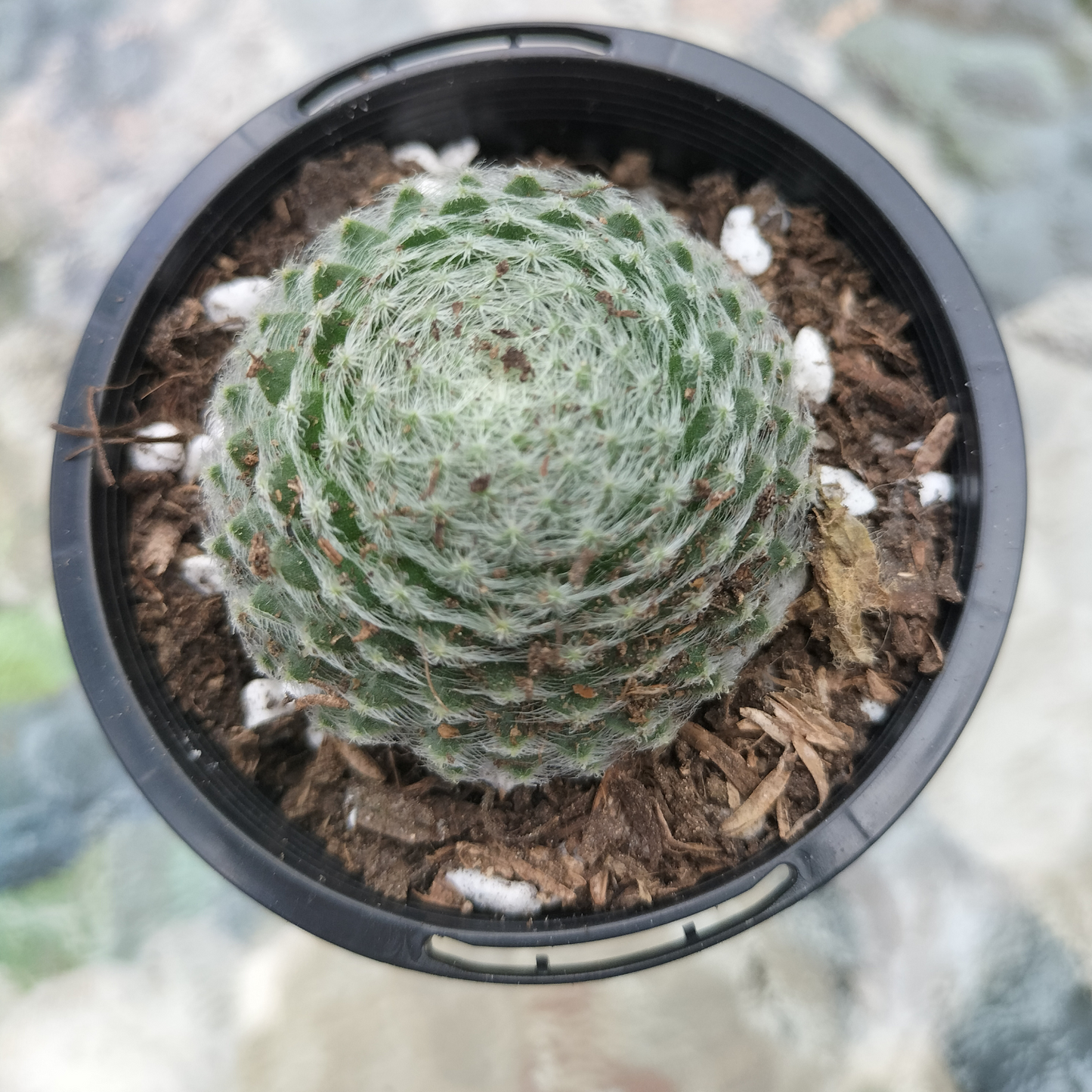 Sempervivum ciliosum var. 'borisii'