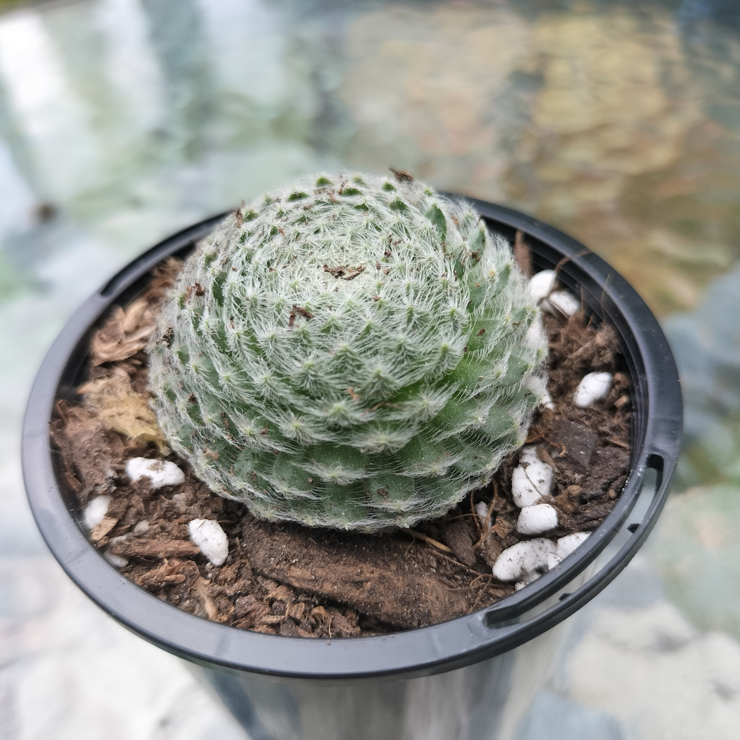 Sempervivum ciliosum var. 'borisii'