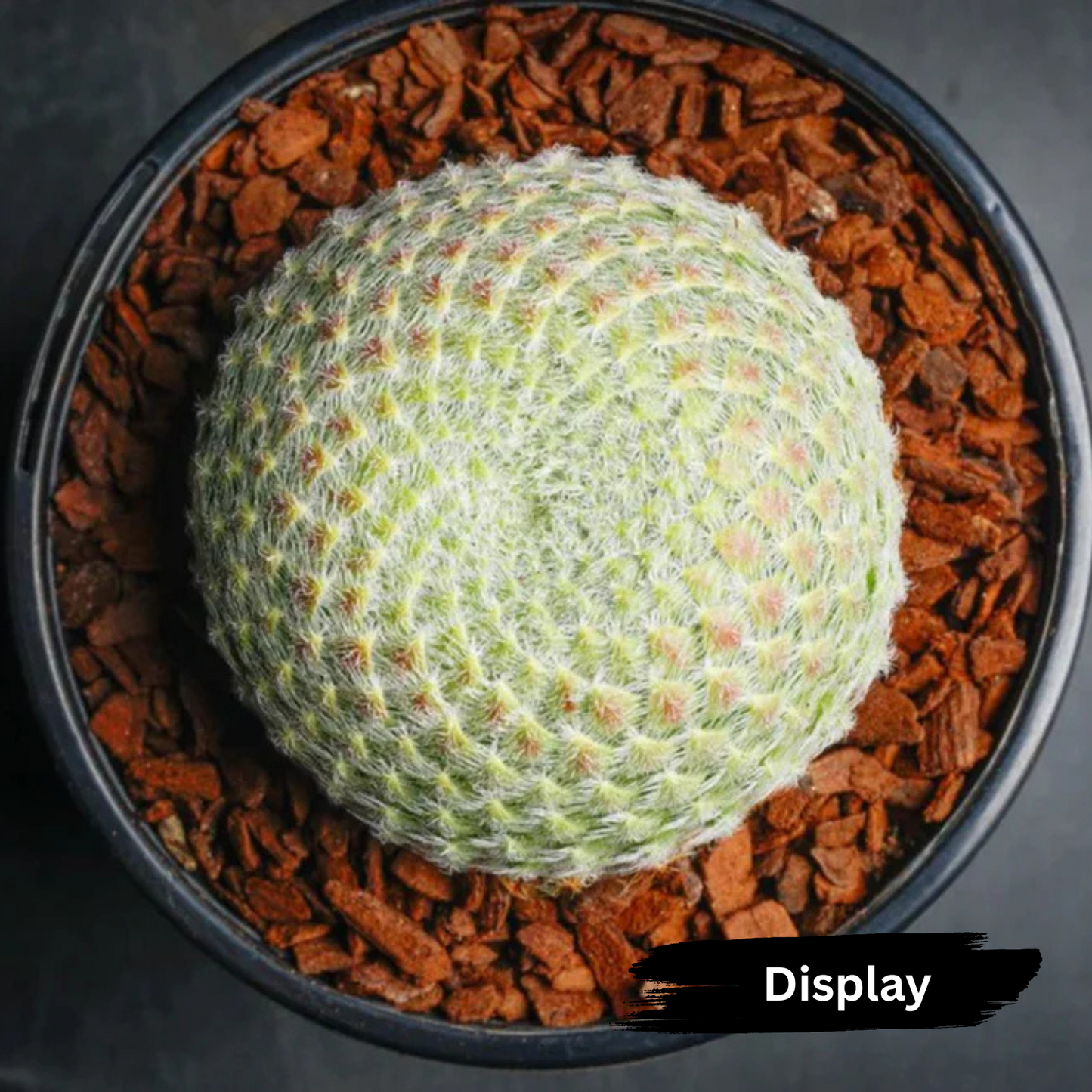 Sempervivum ciliosum var. 'borisii'